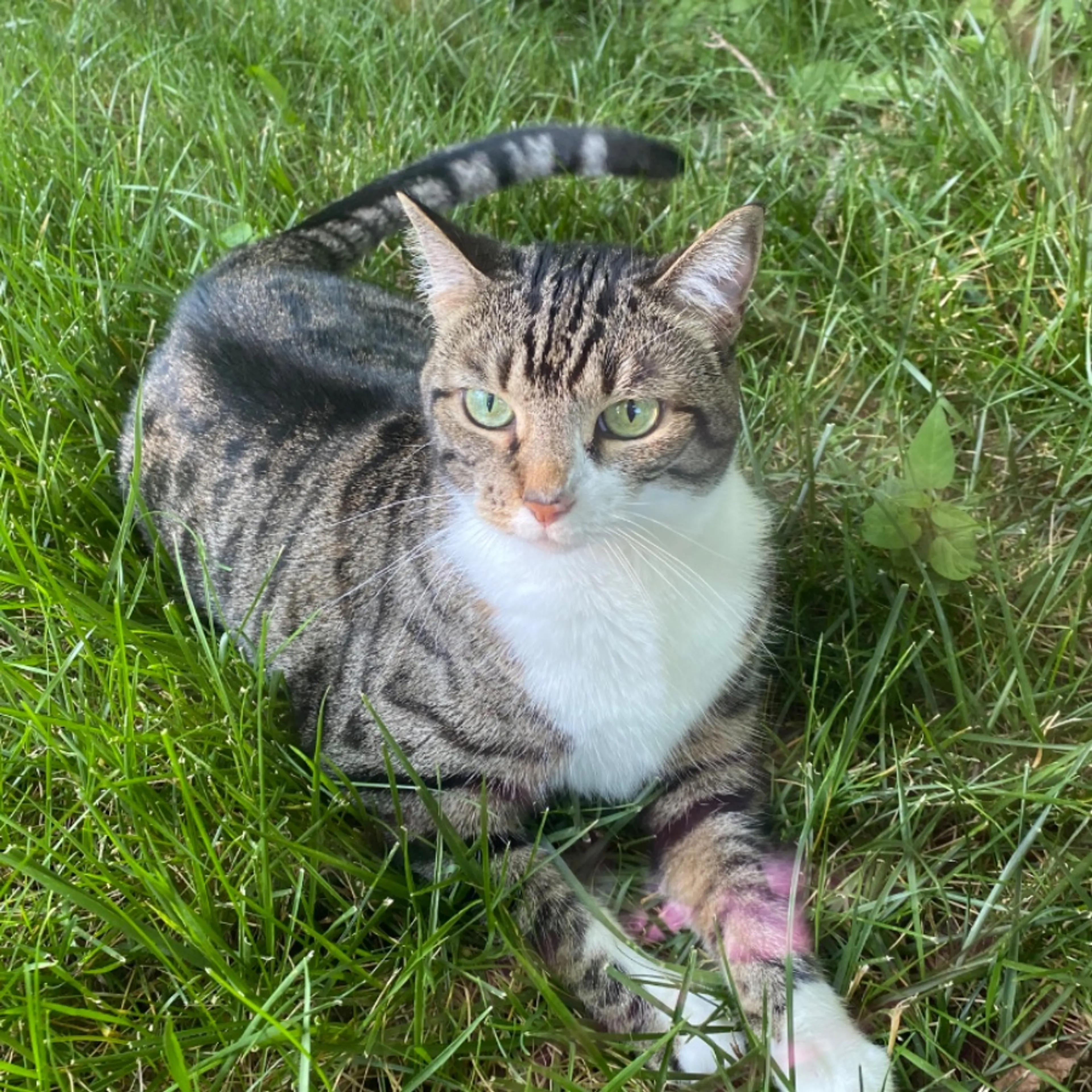 Lost pet-0