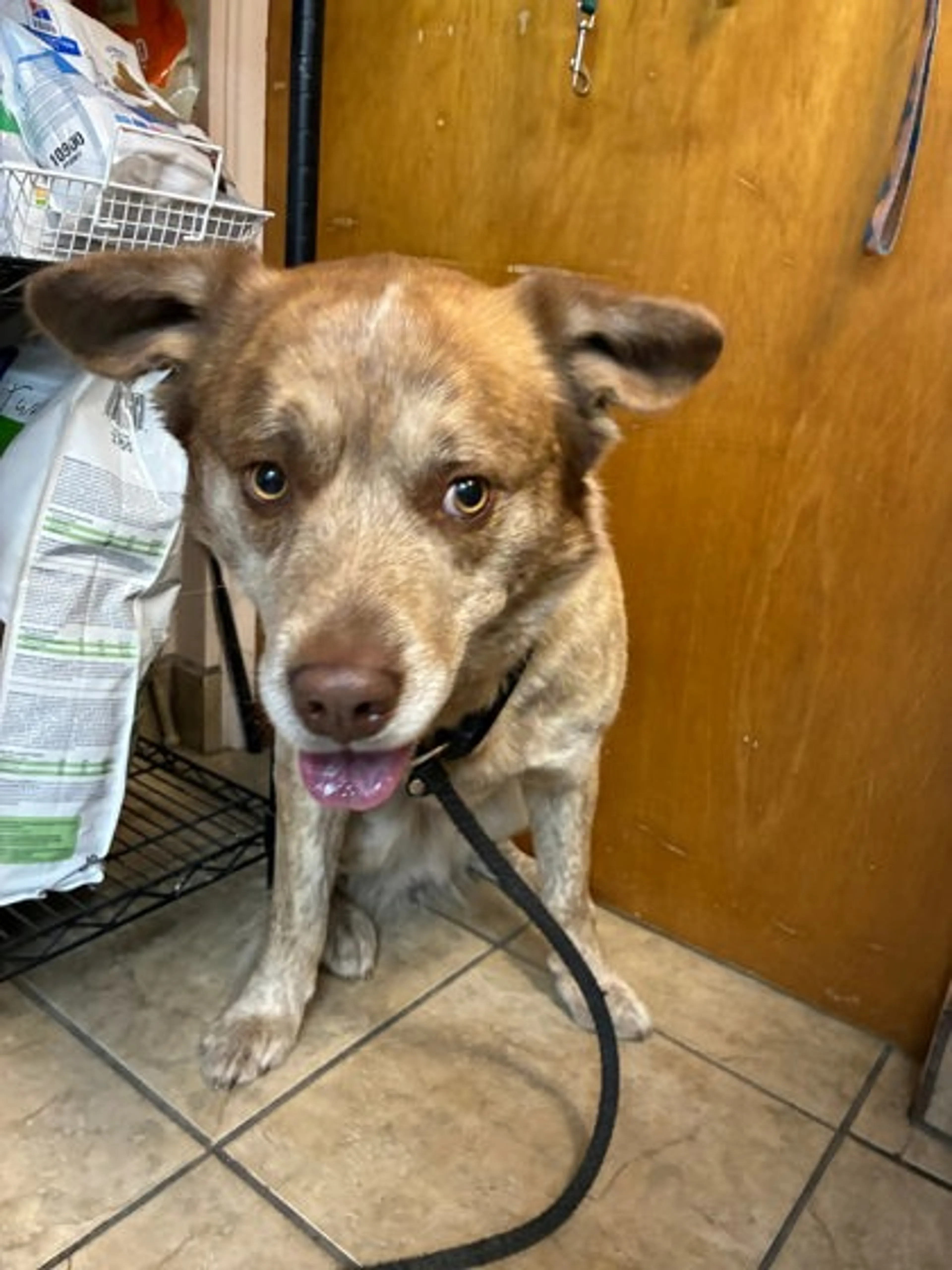 Found pet