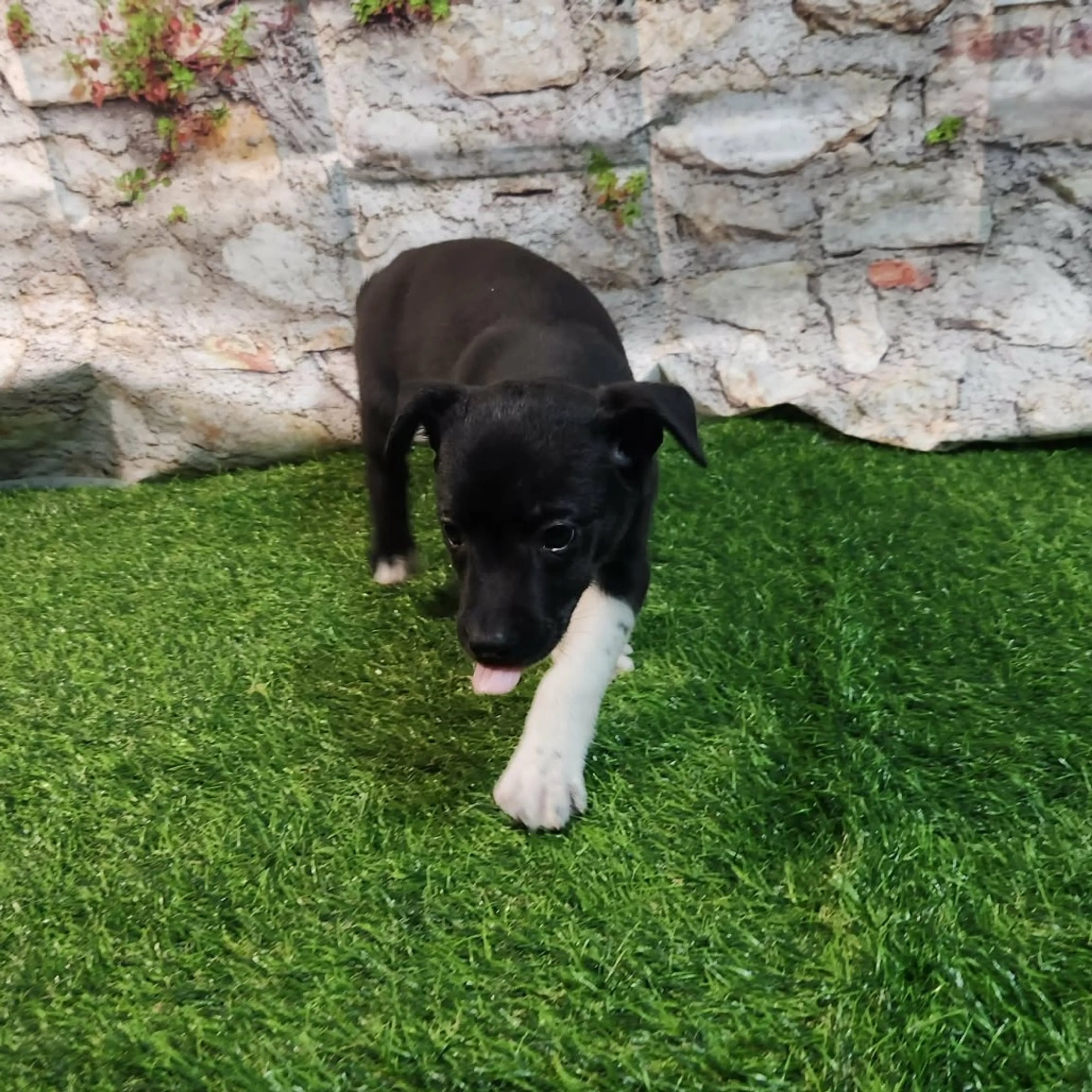 Found pet-5