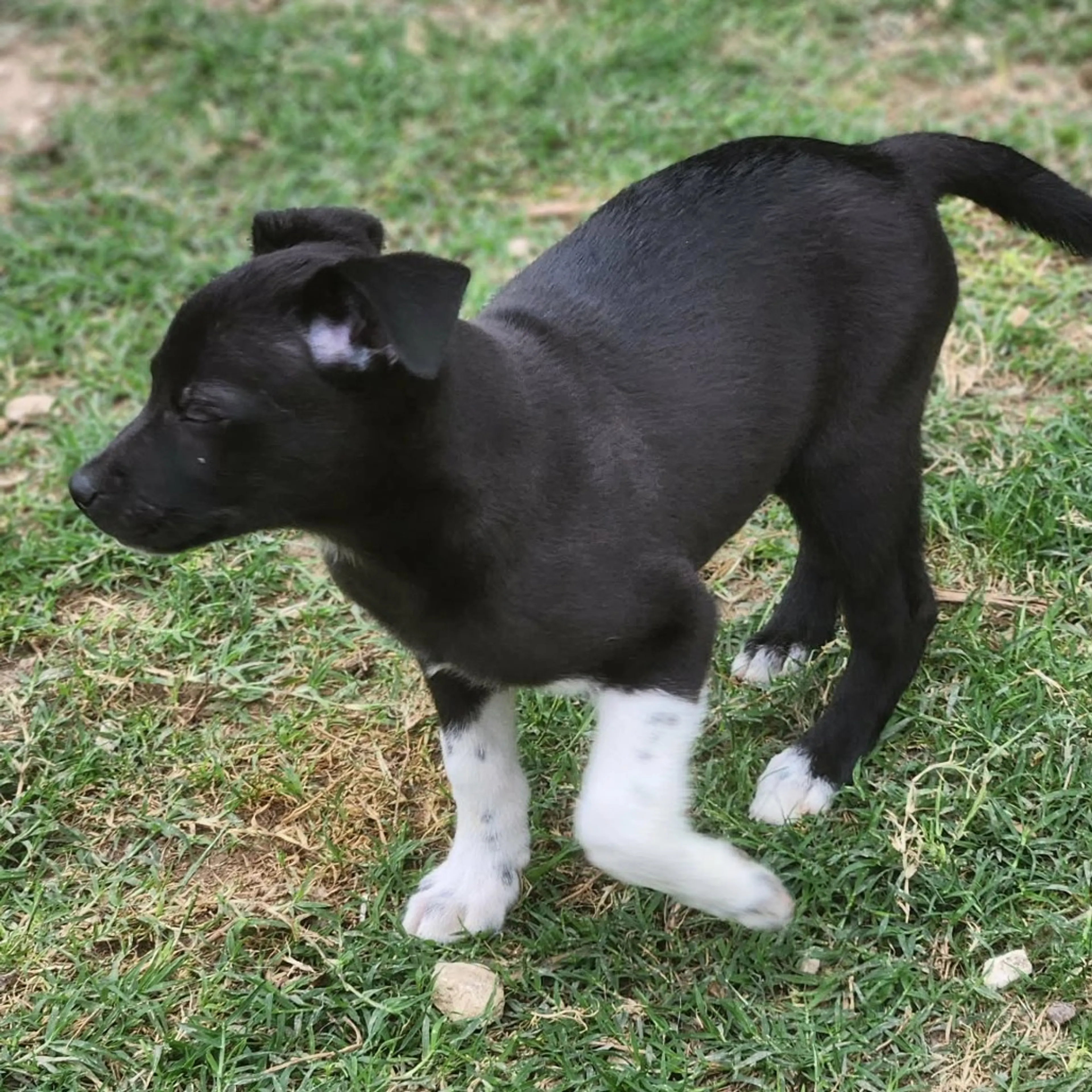 Found pet-9