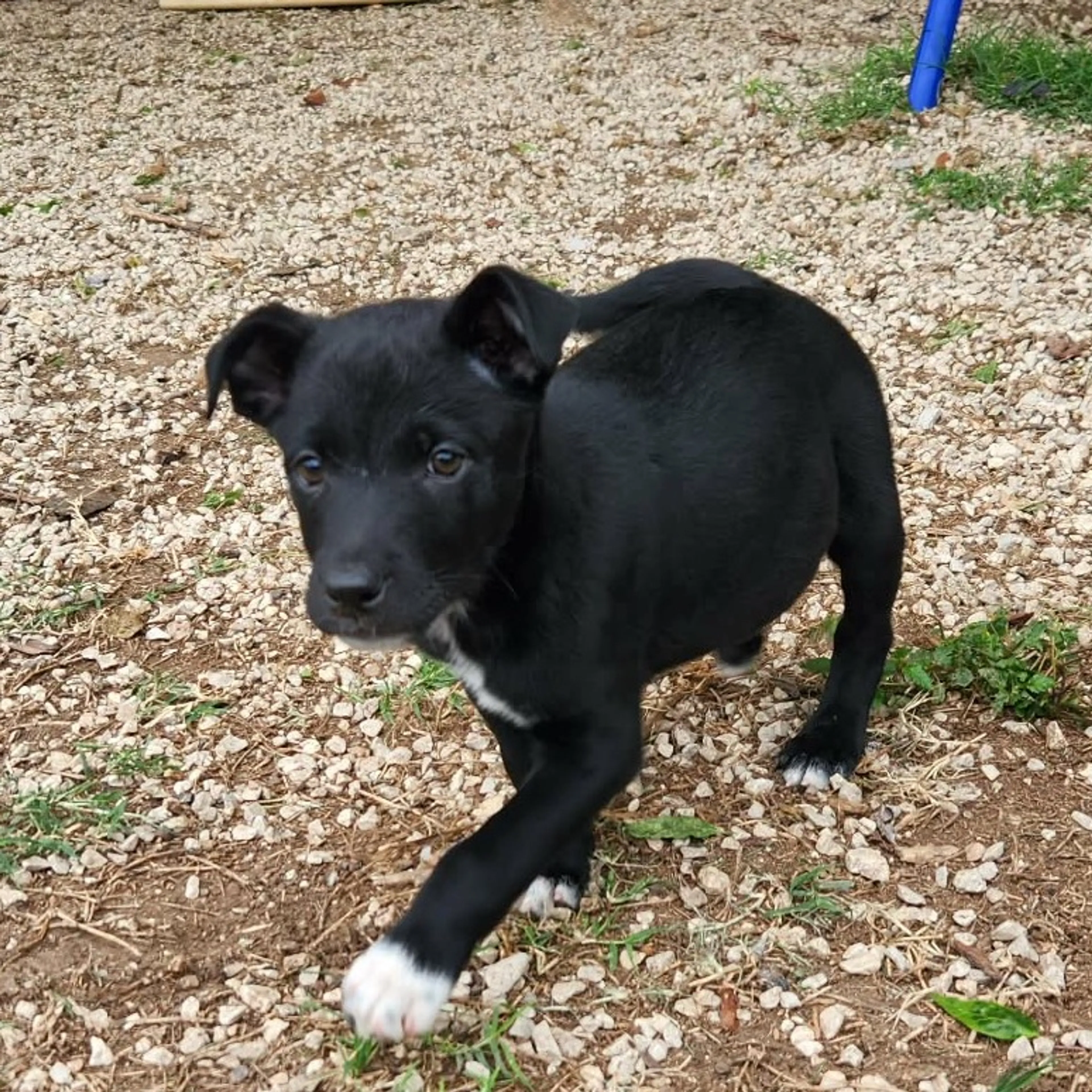 Found pet-12
