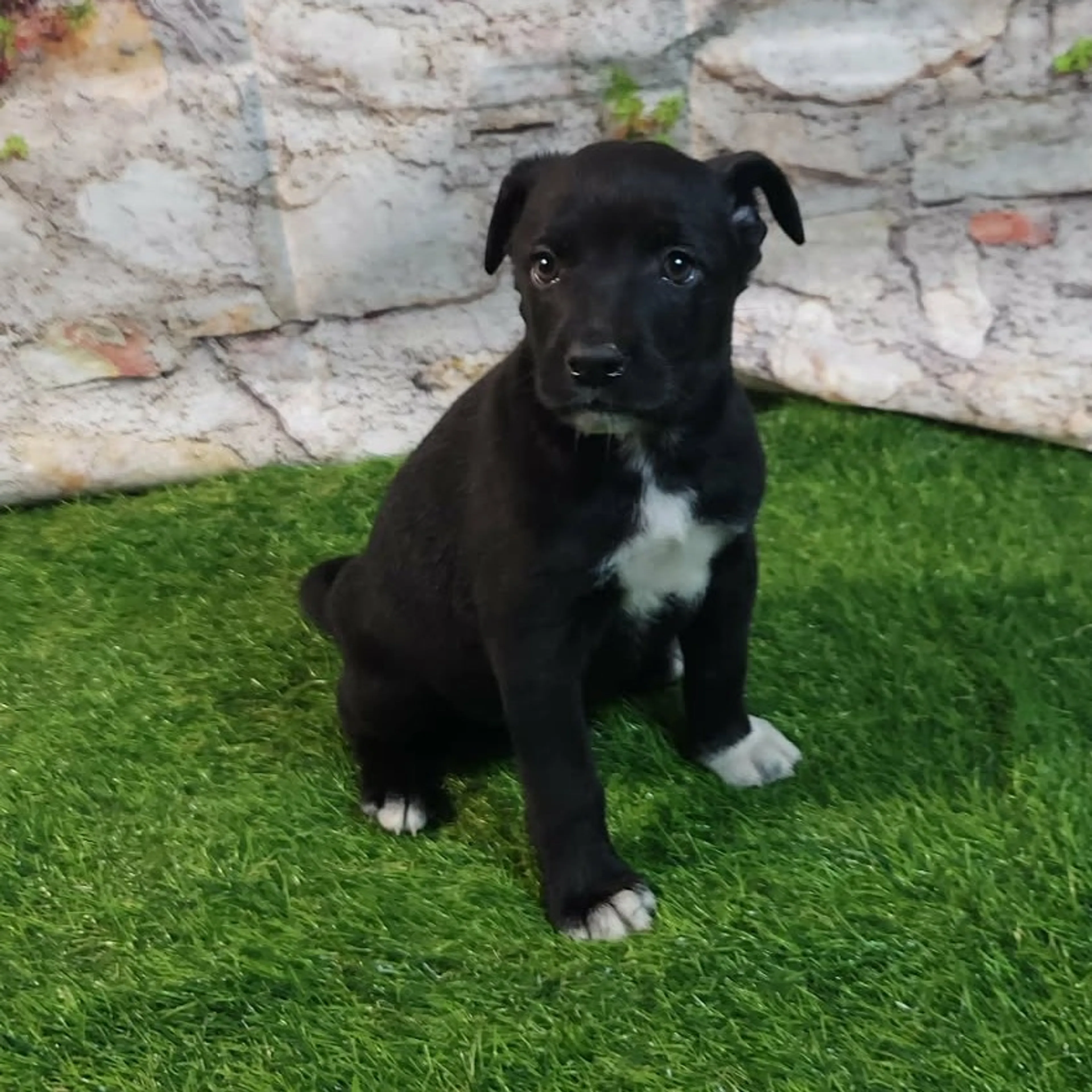 Found pet-4