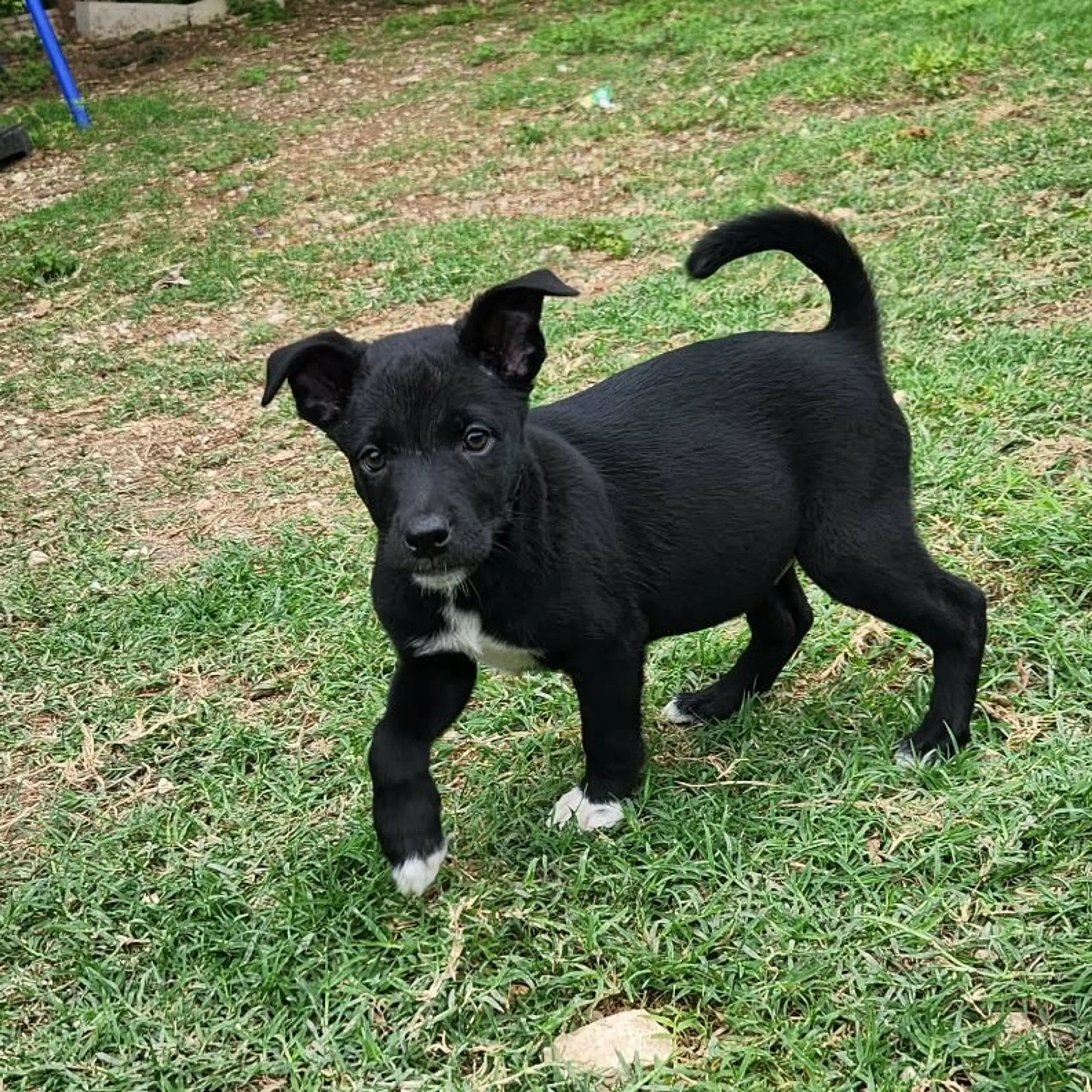 Found pet-11
