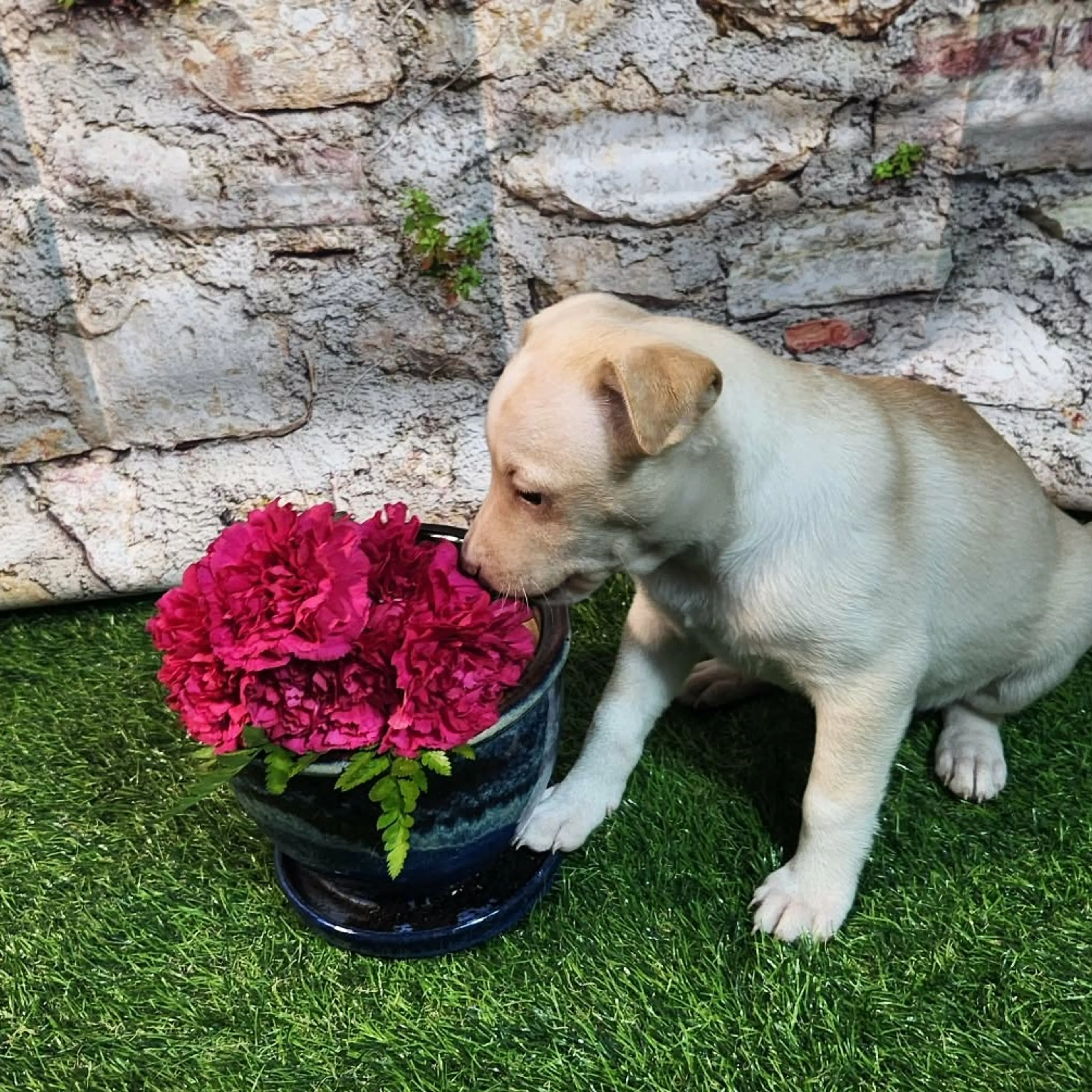 Found pet-4