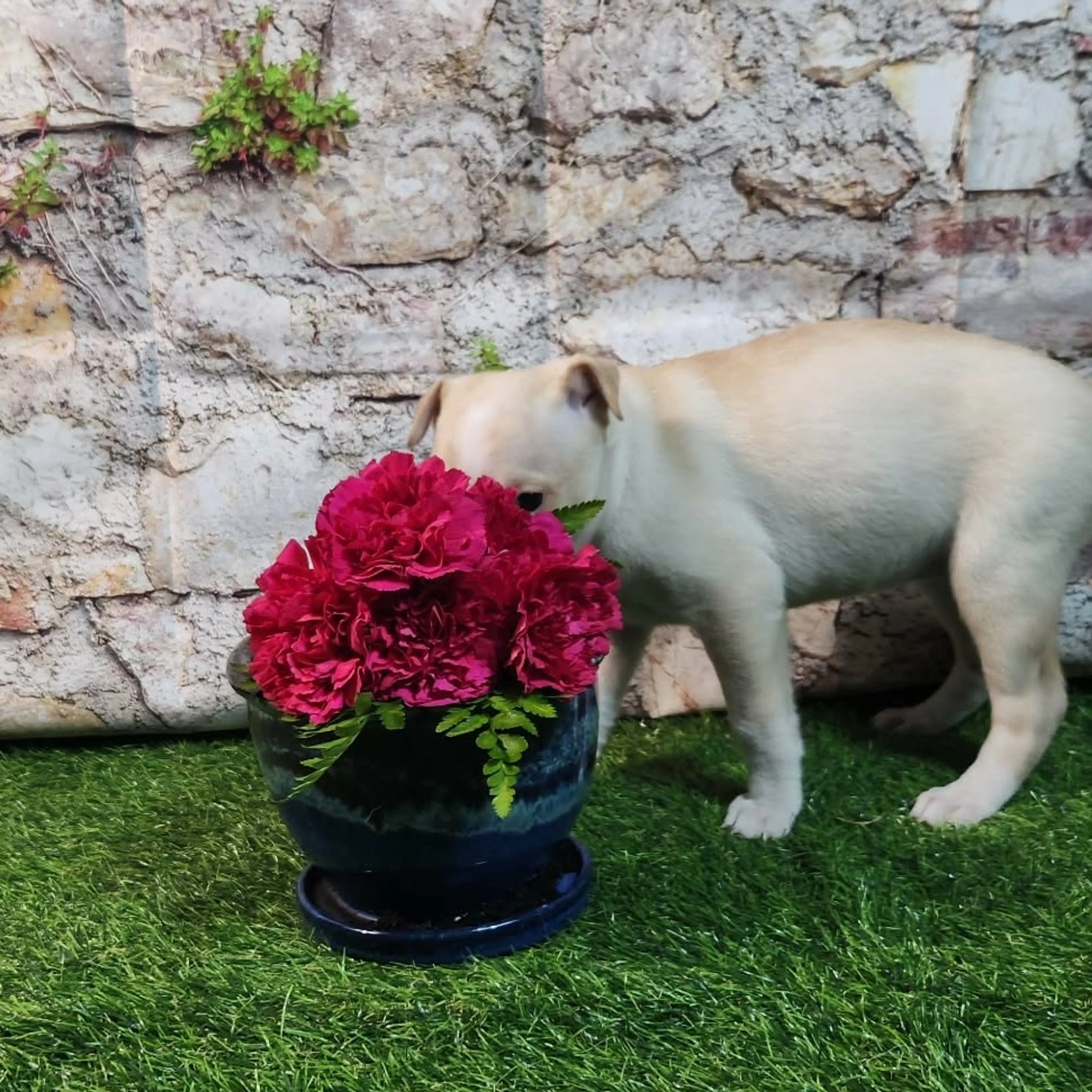 Found pet-3