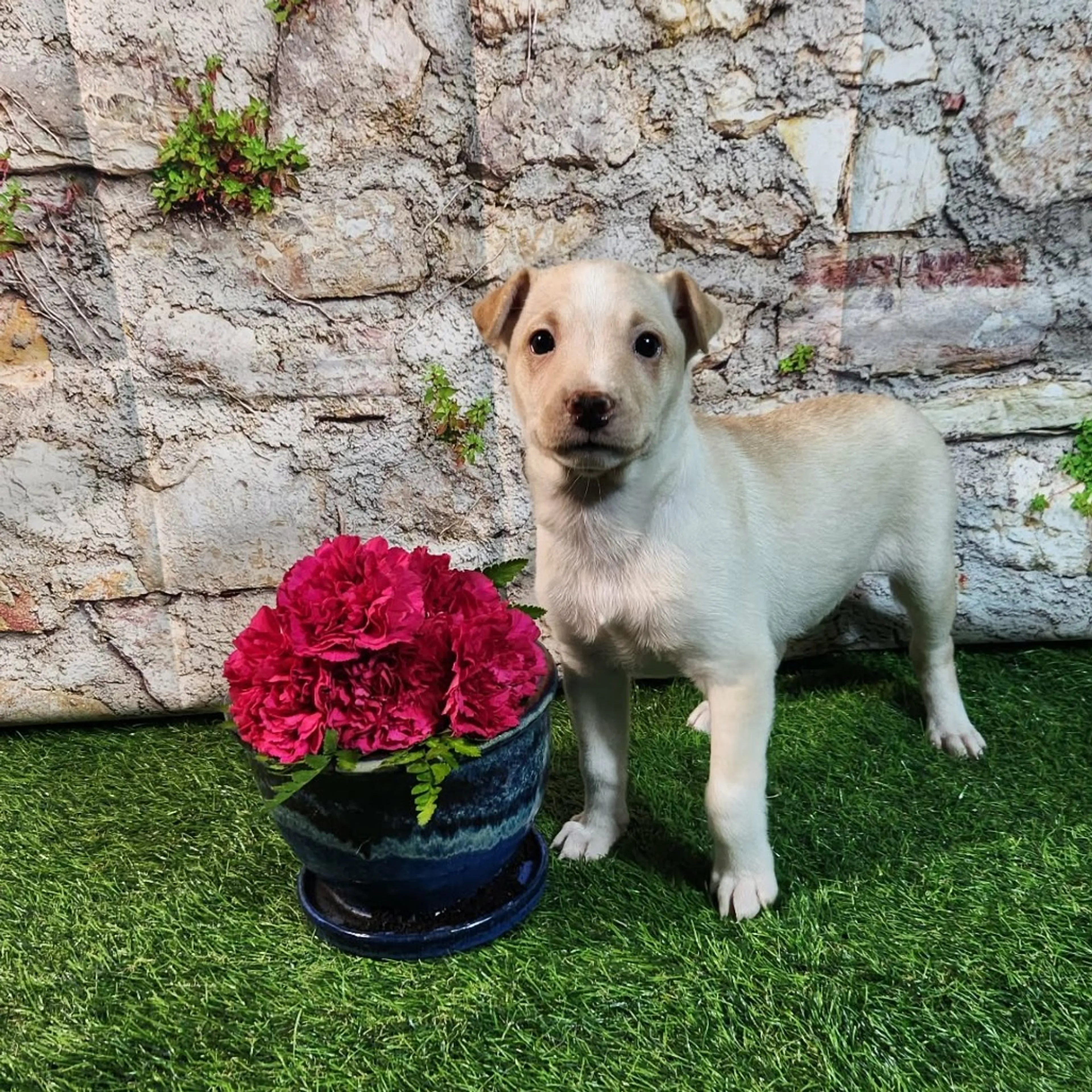 Found pet-2