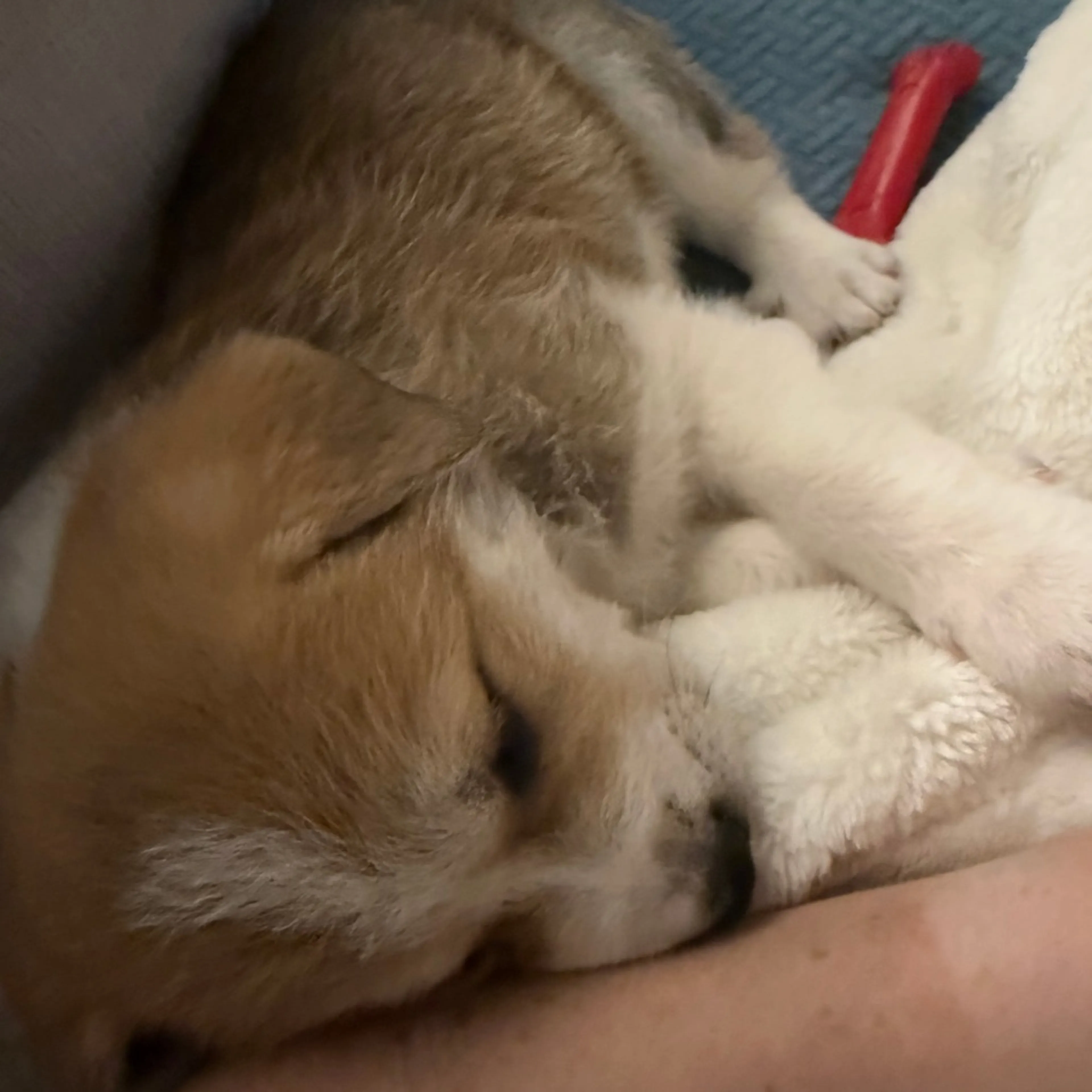 Found pet-5
