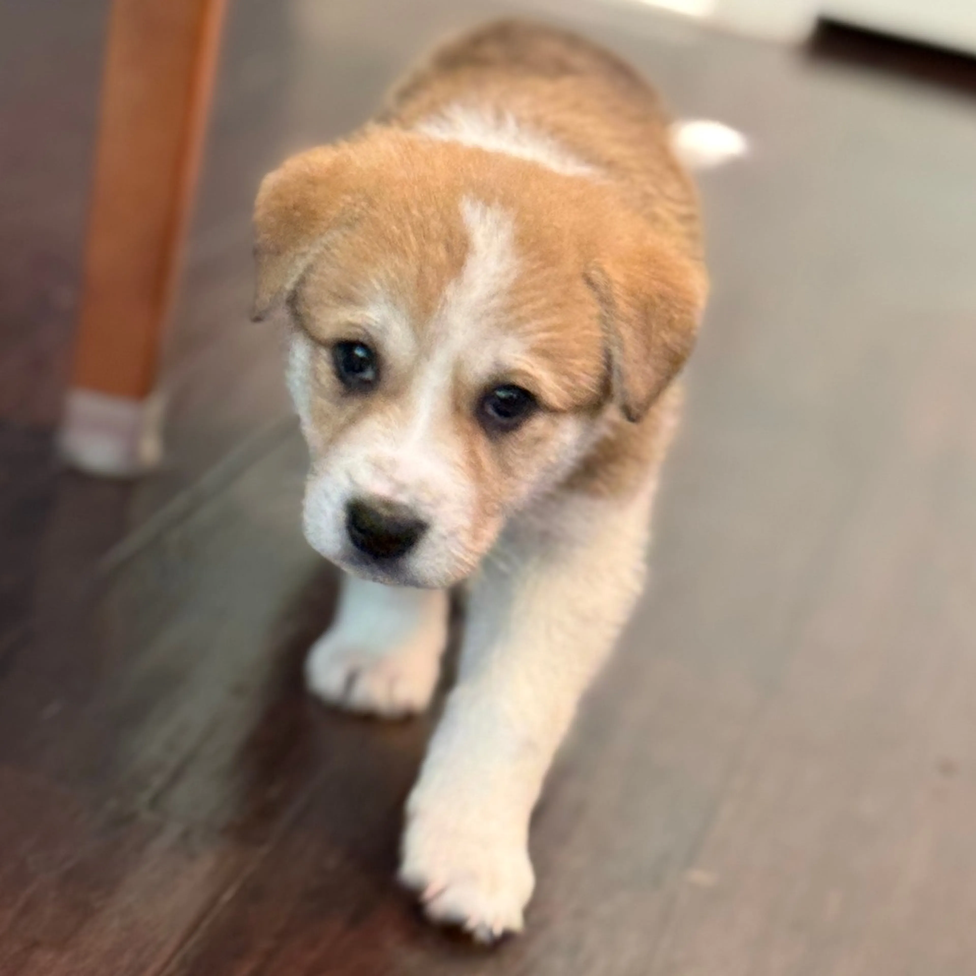 Found pet-2
