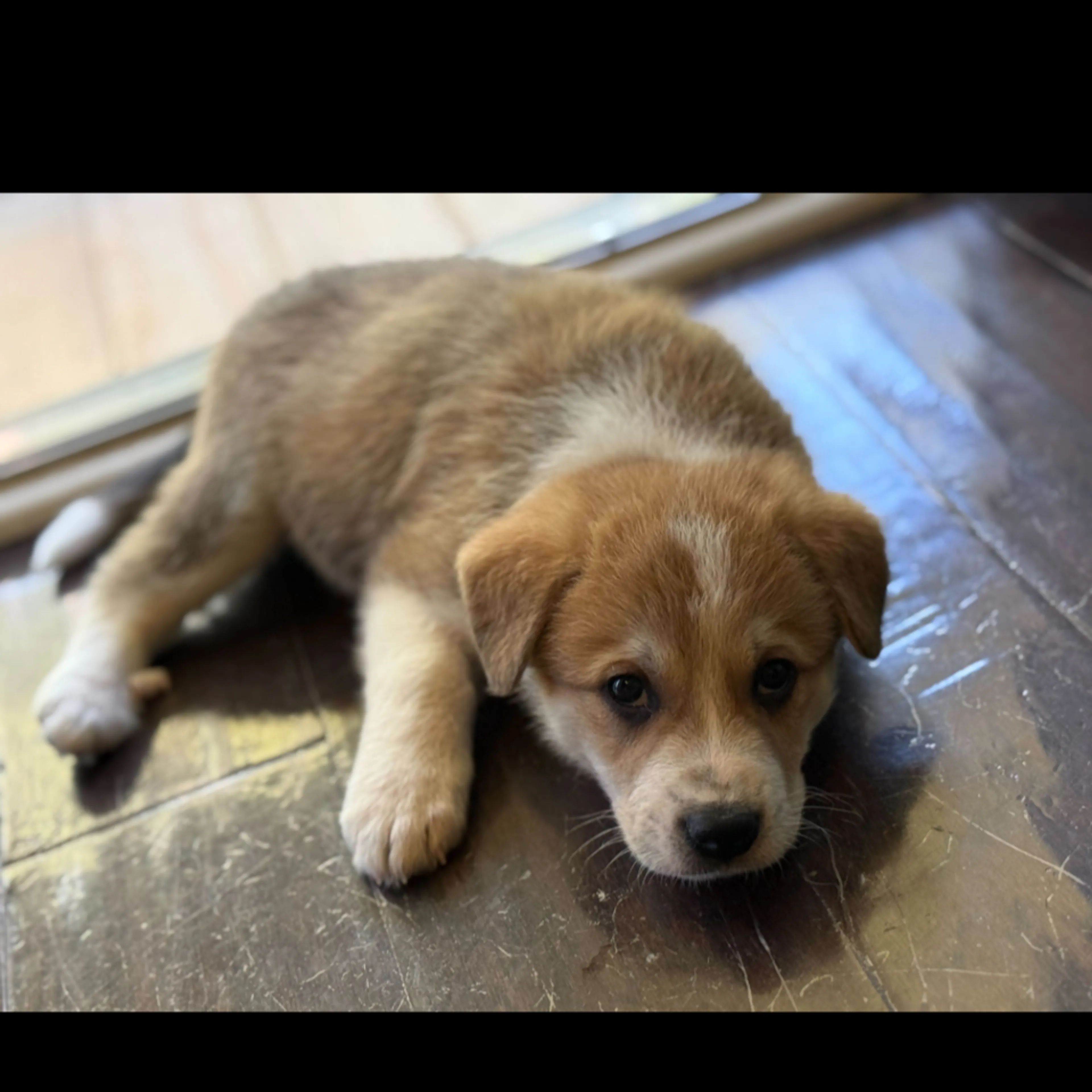 Found pet-1
