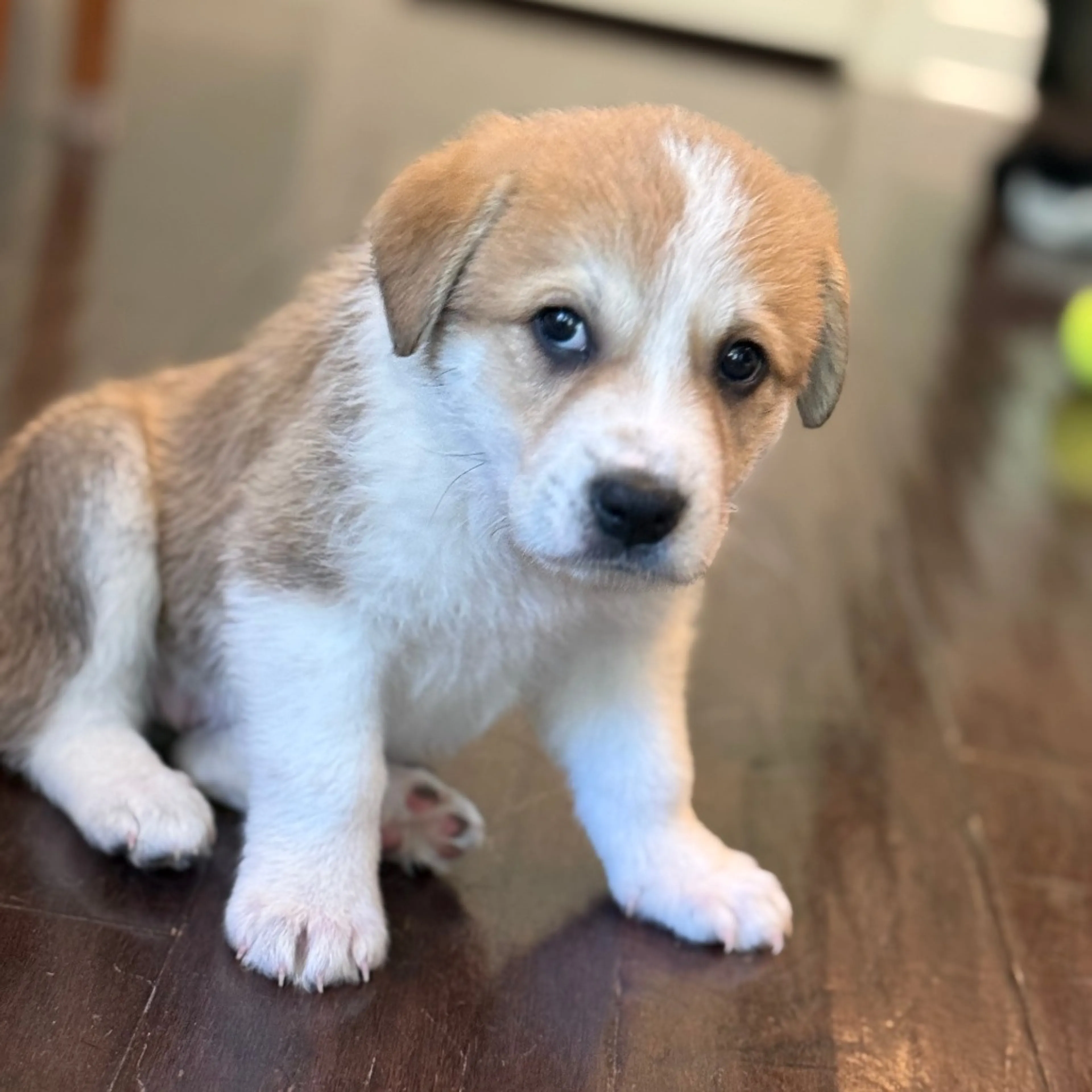 Found pet-3