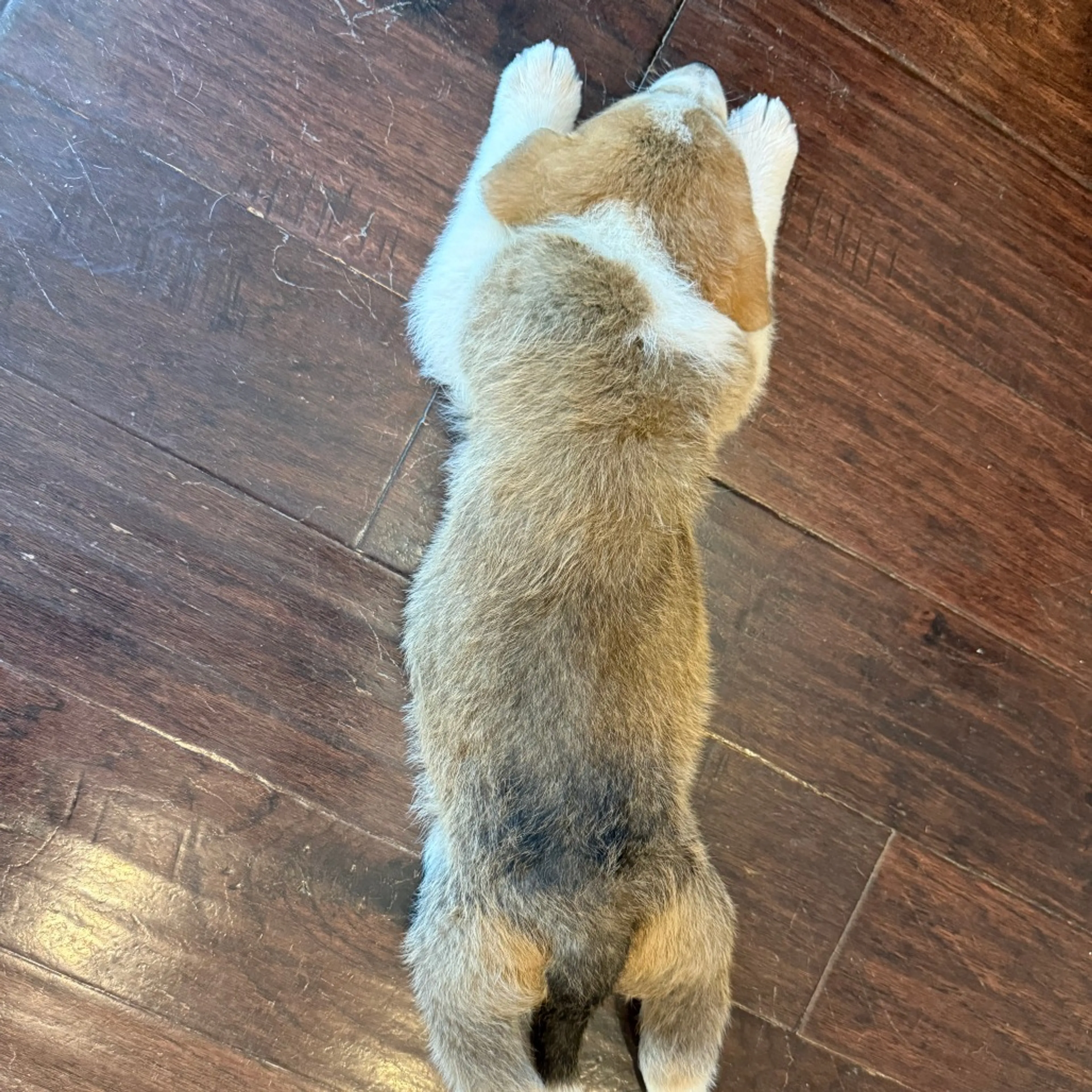 Found pet-4