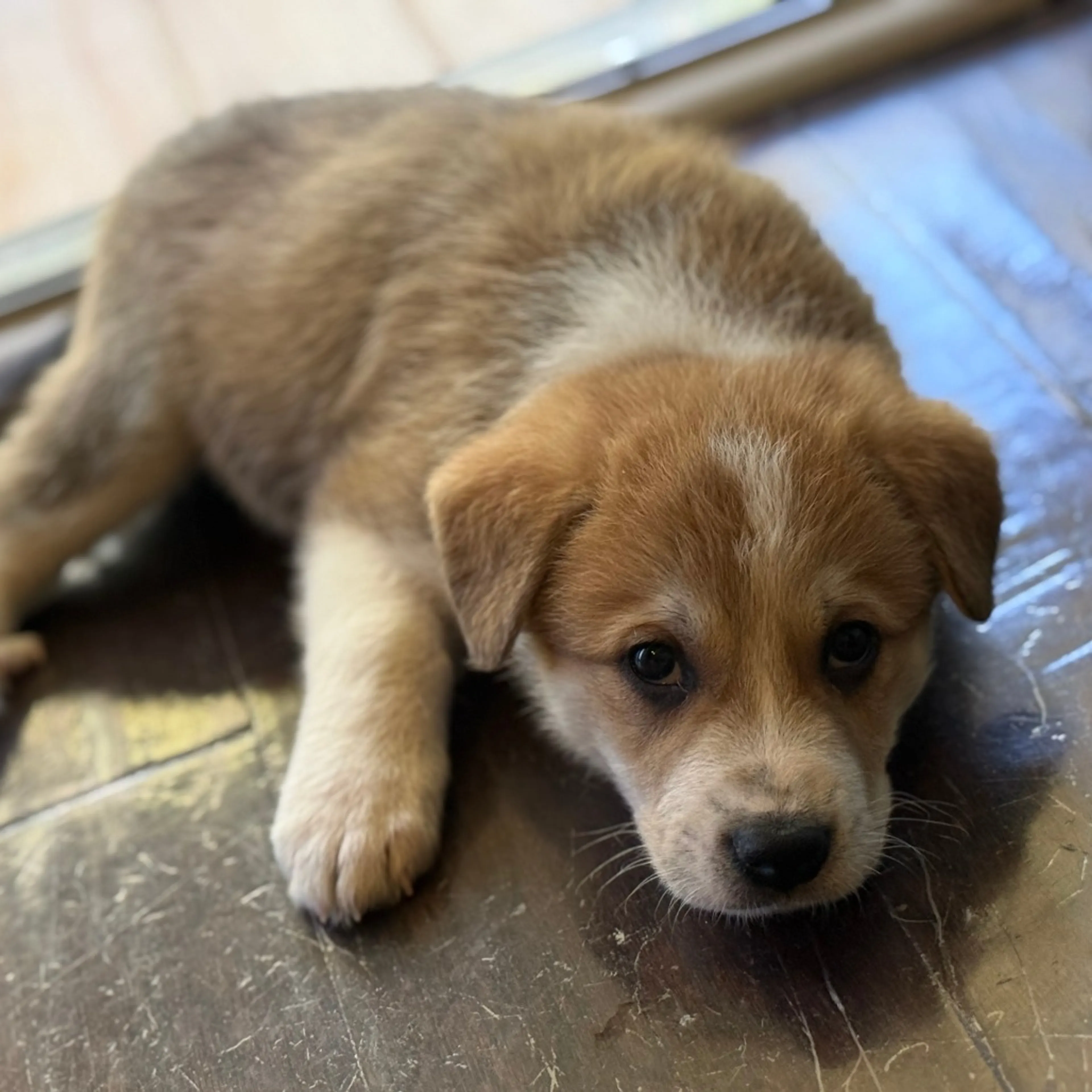 Found pet-6