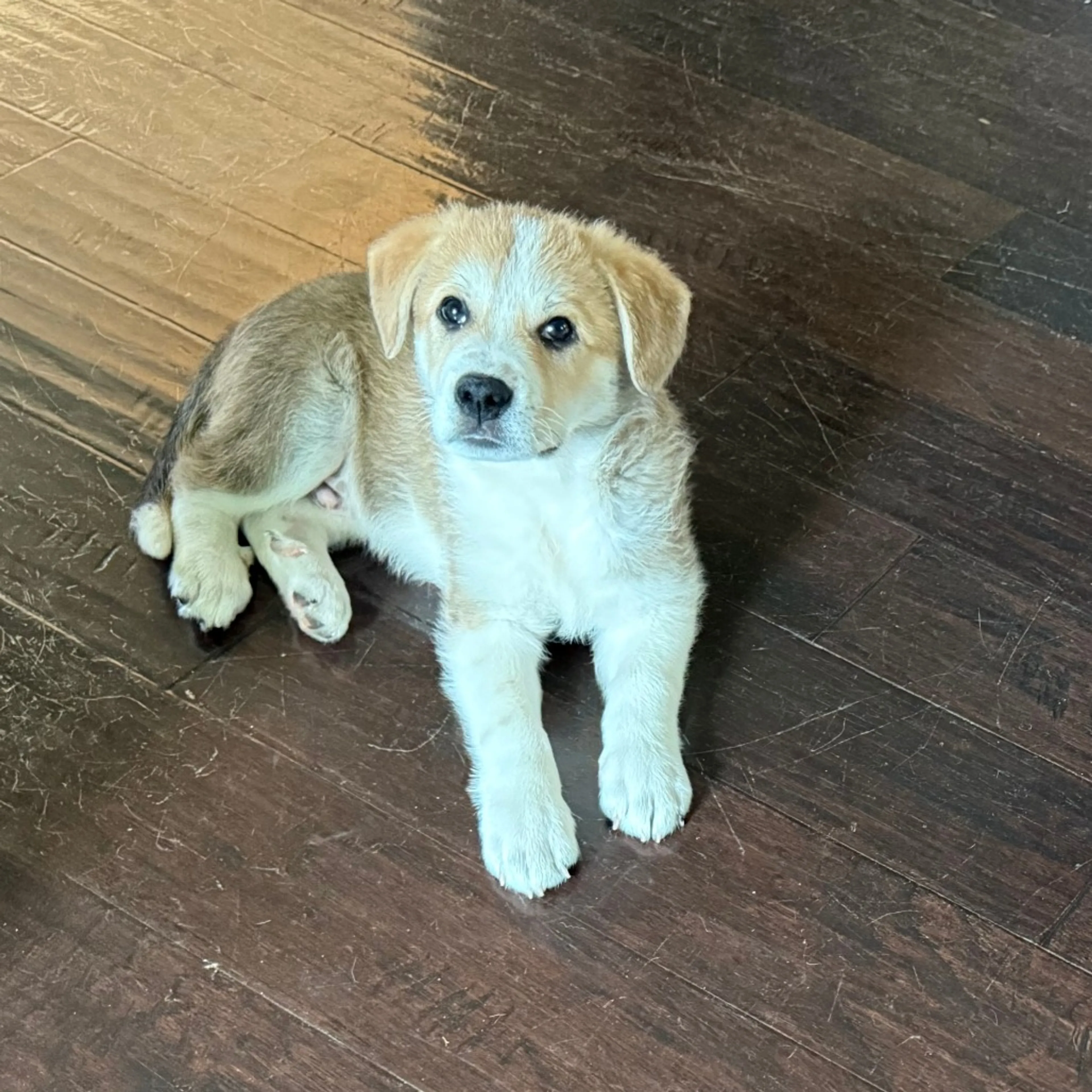 Found pet-9