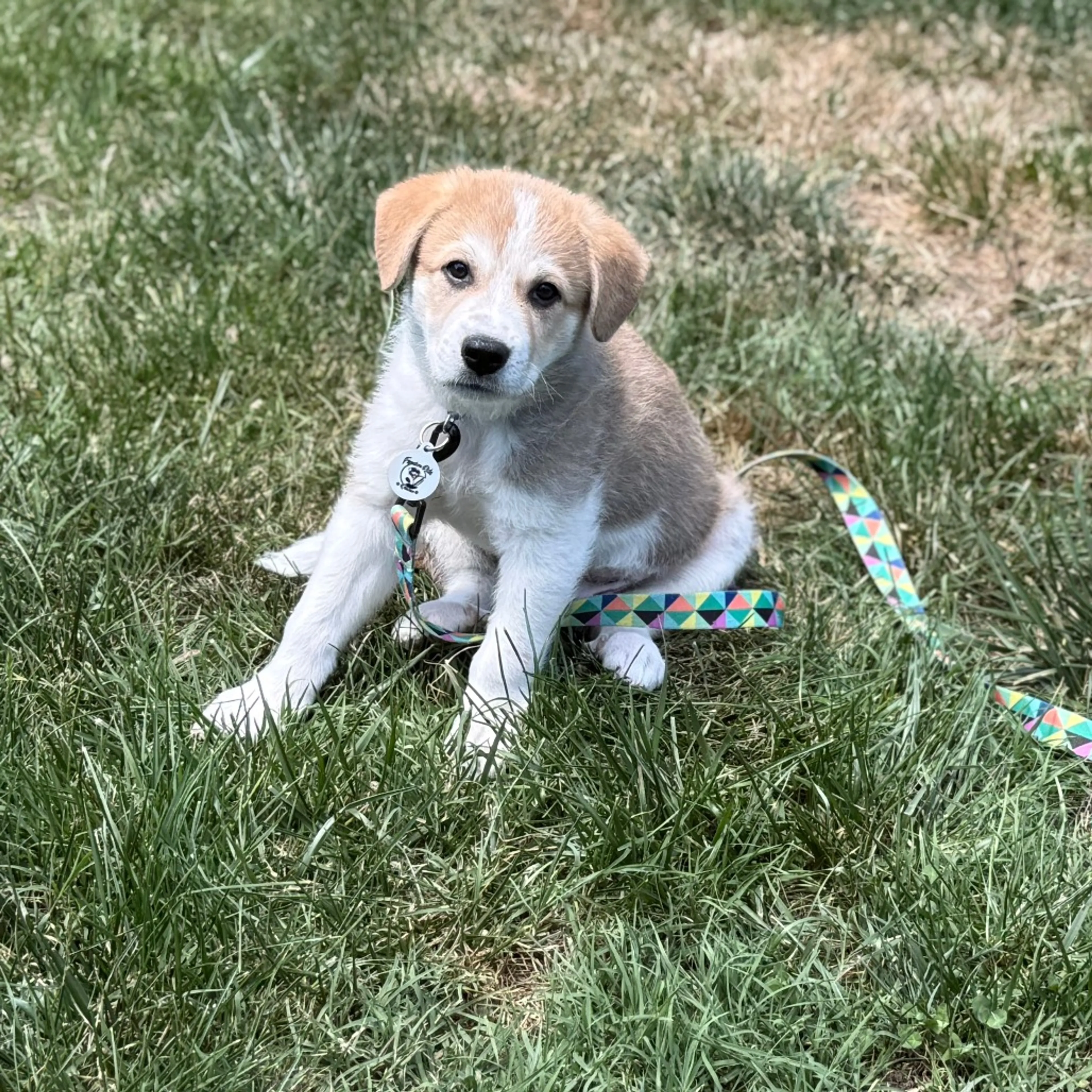 Found pet-8