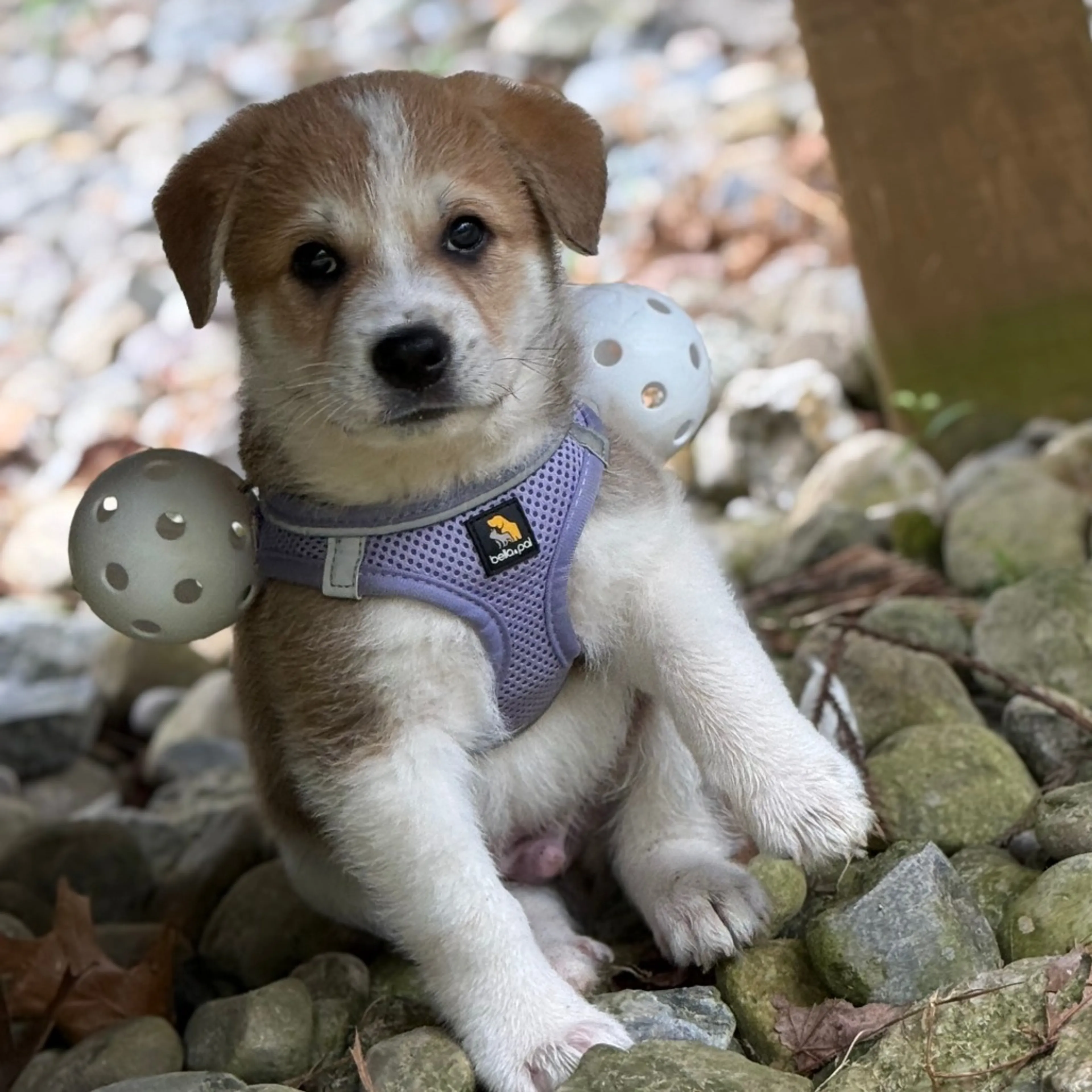 Found pet-7