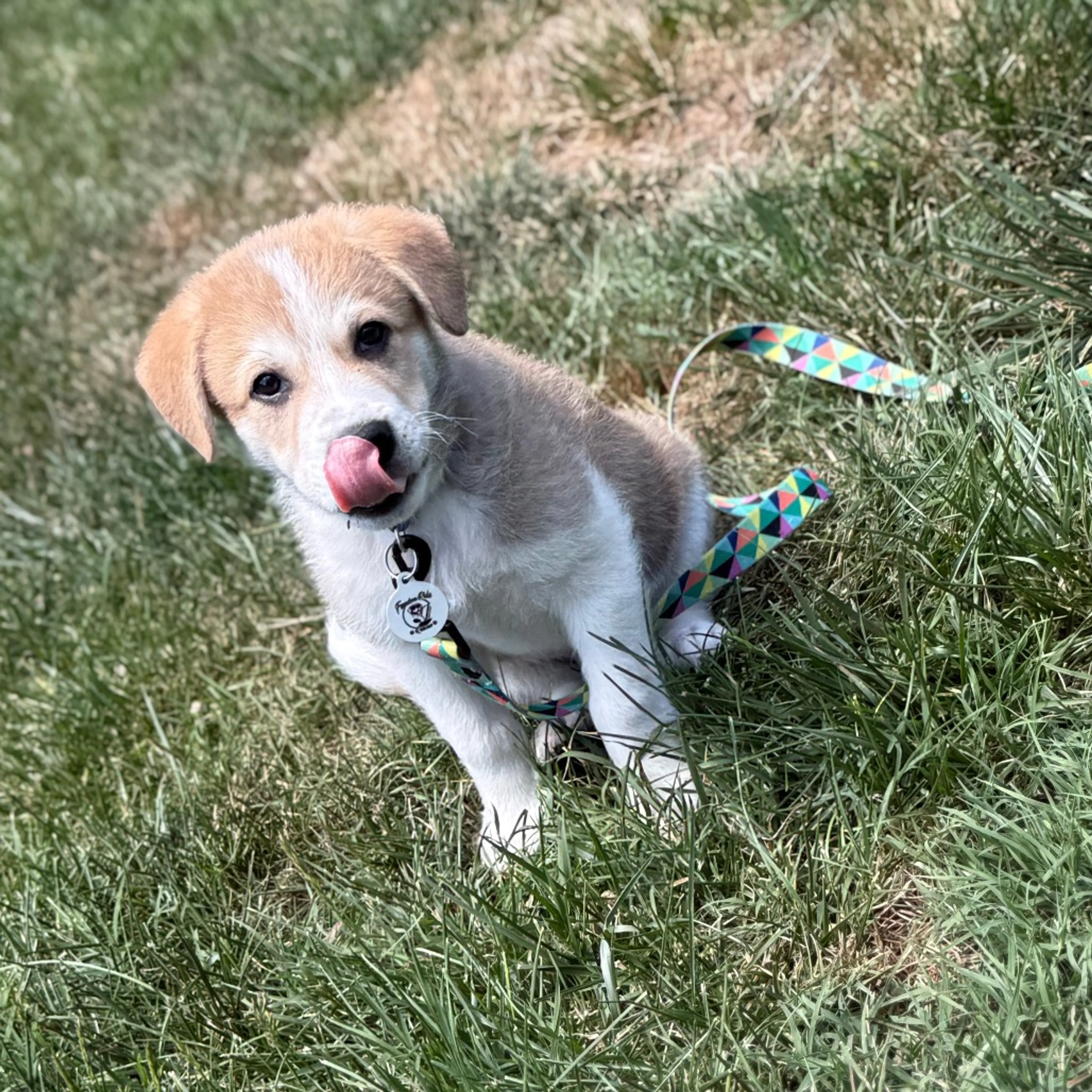 Found pet-10