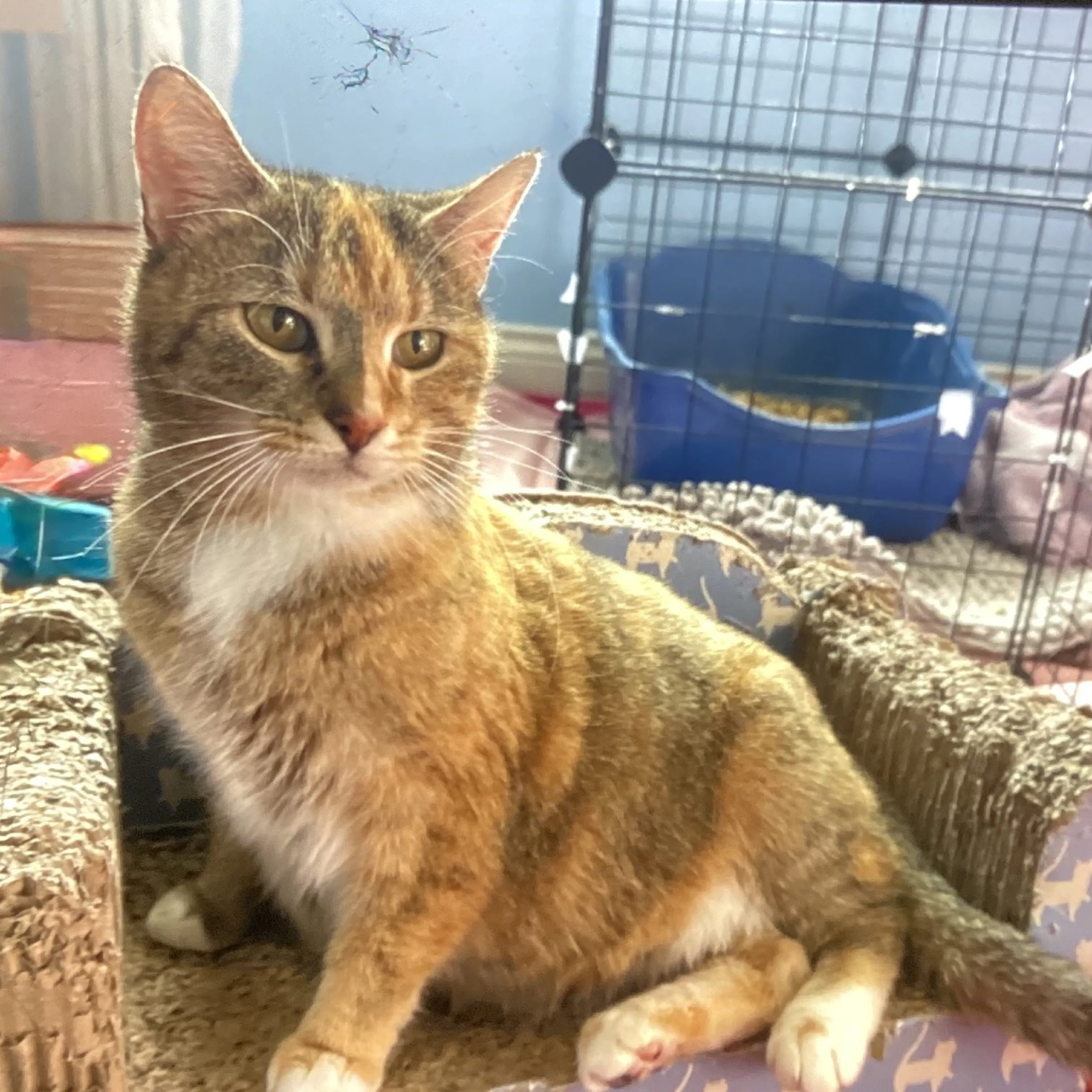 Found pet
