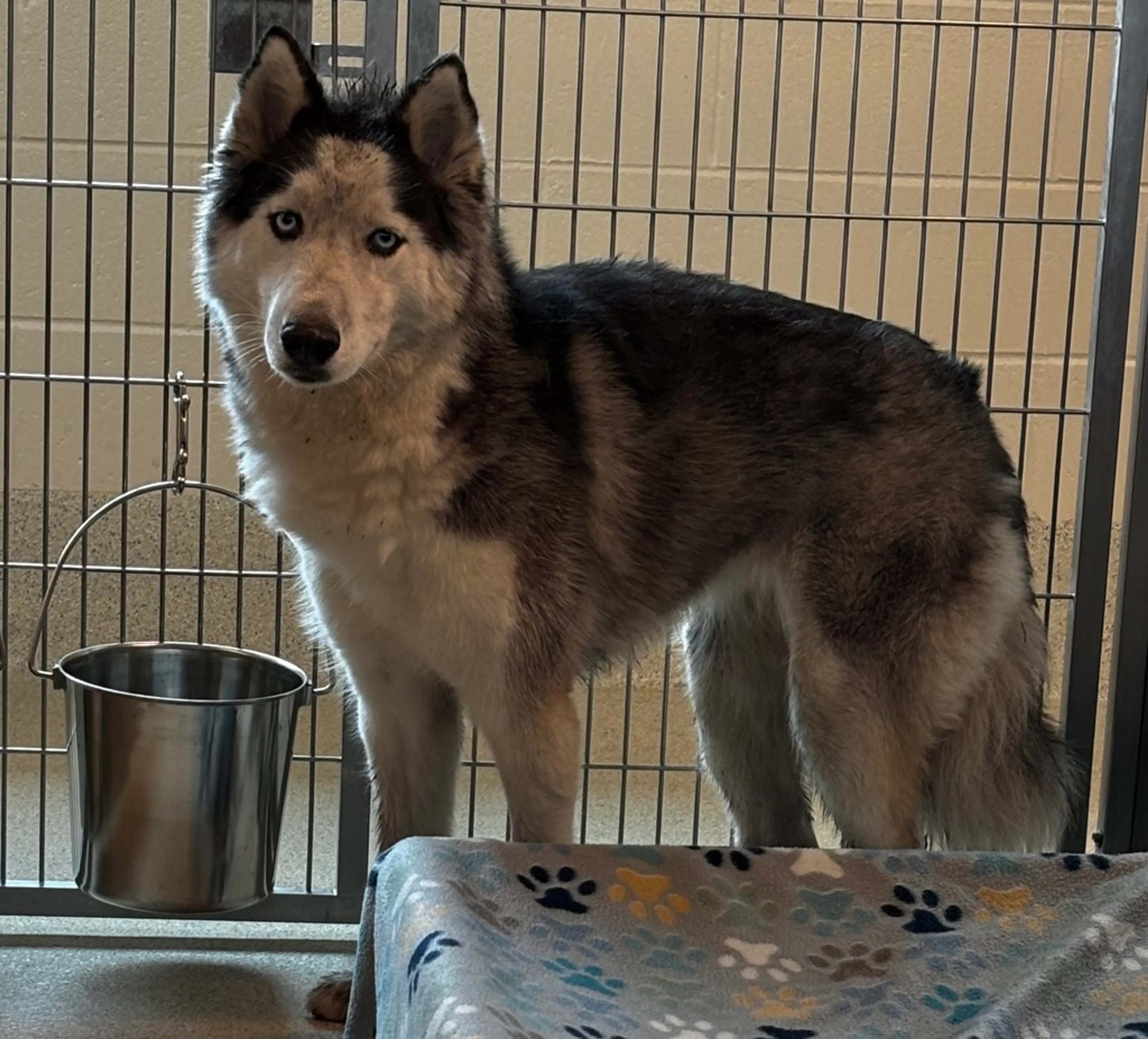 Found pet