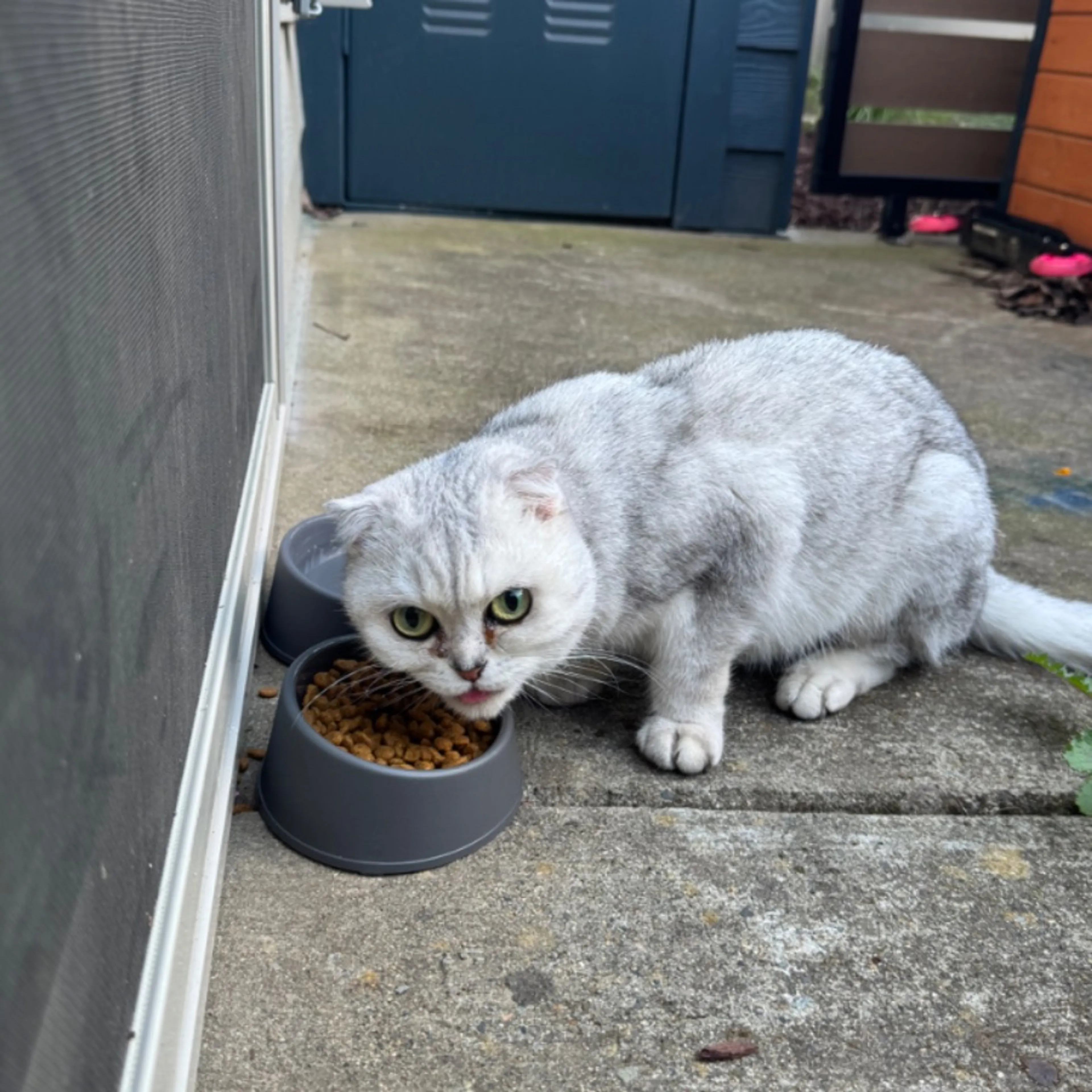Found pet
