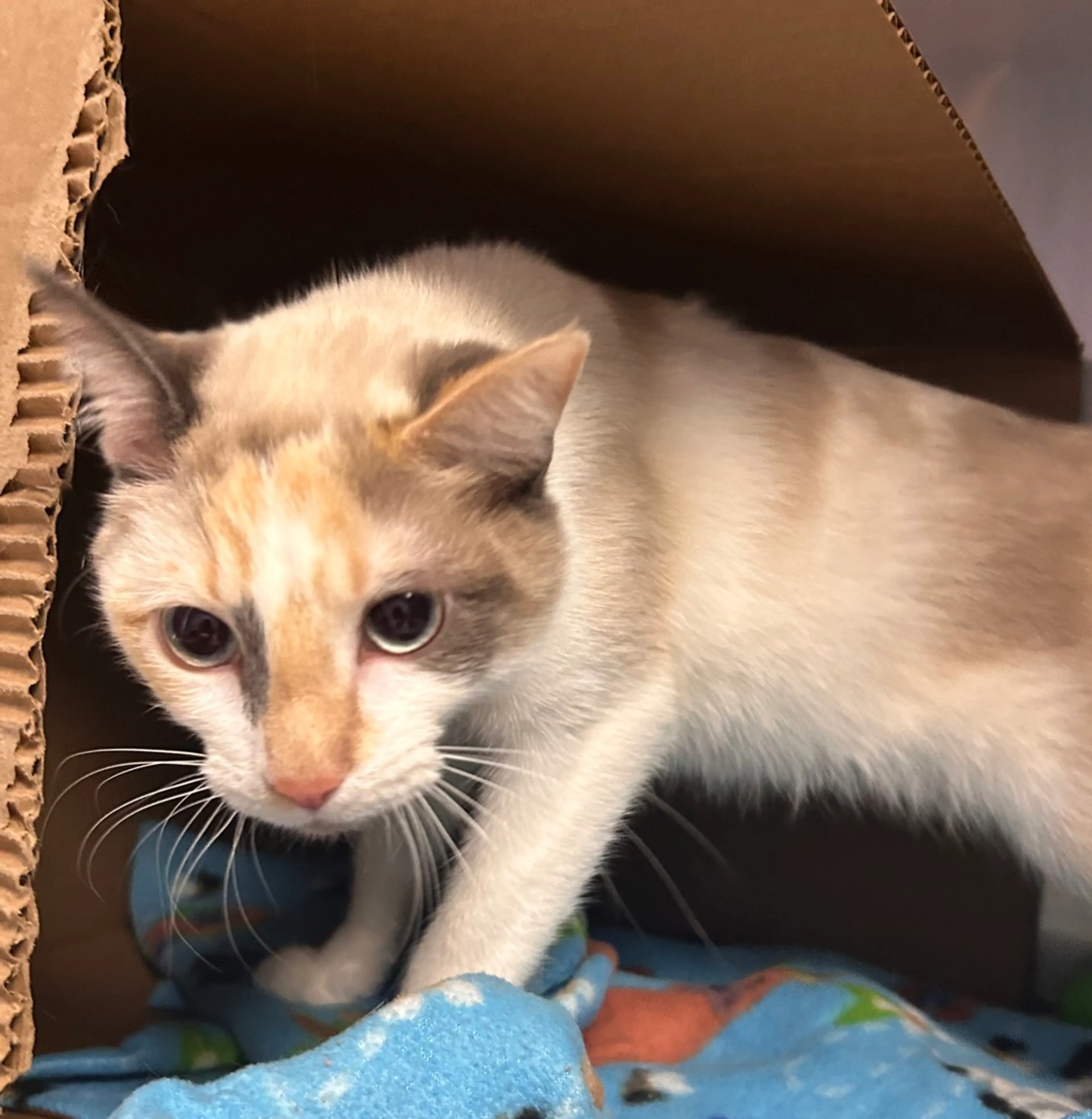 Found pet