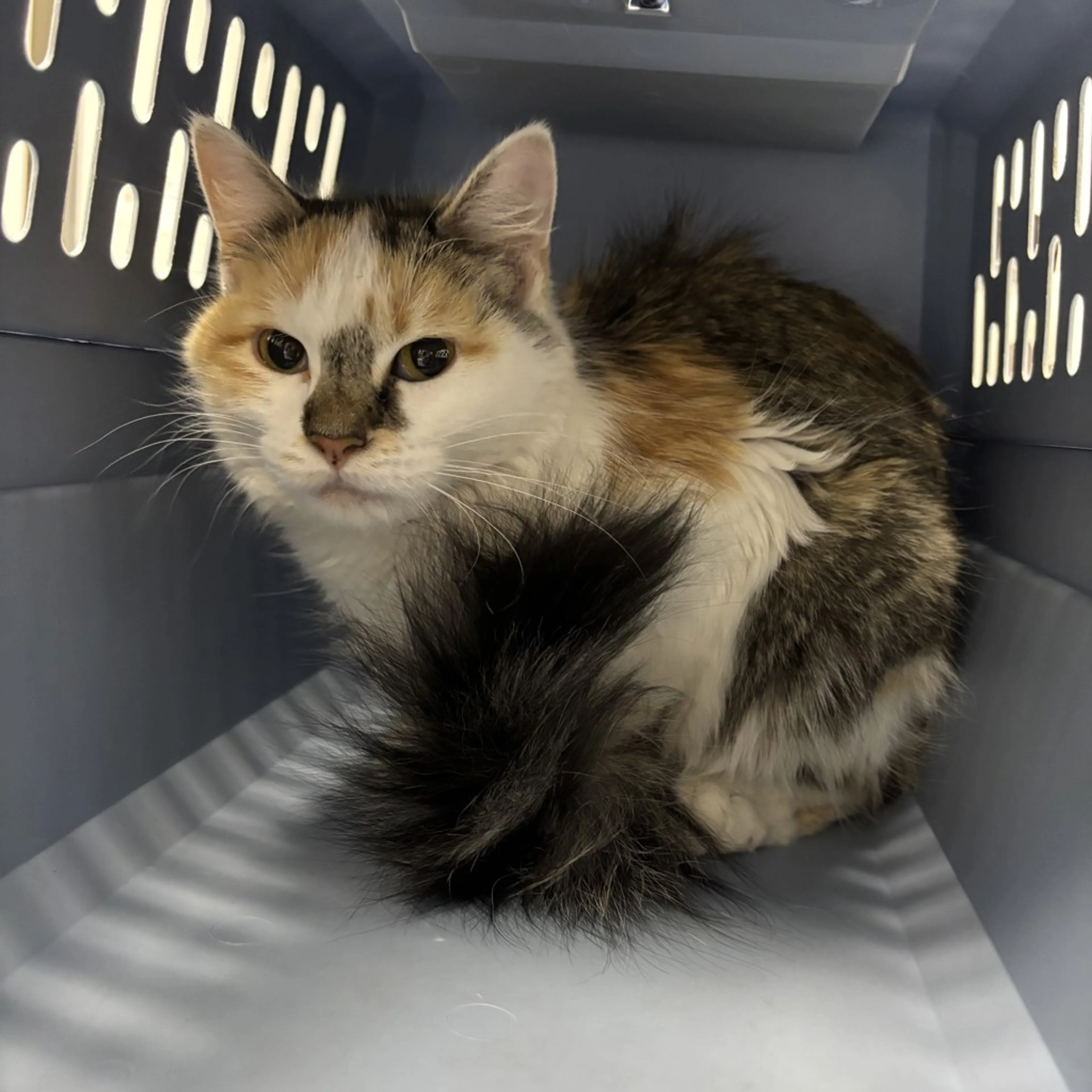 Found pet