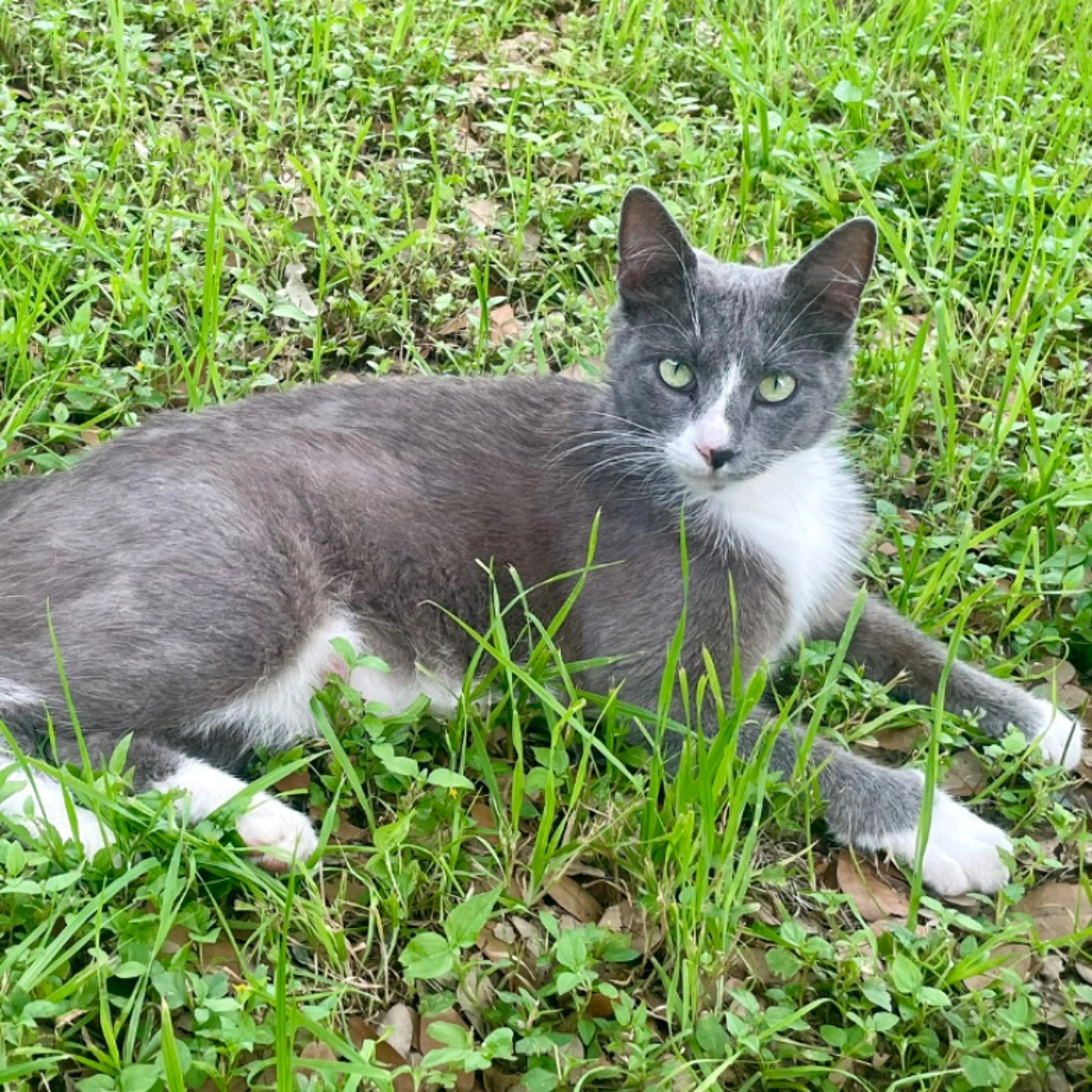 Found pet