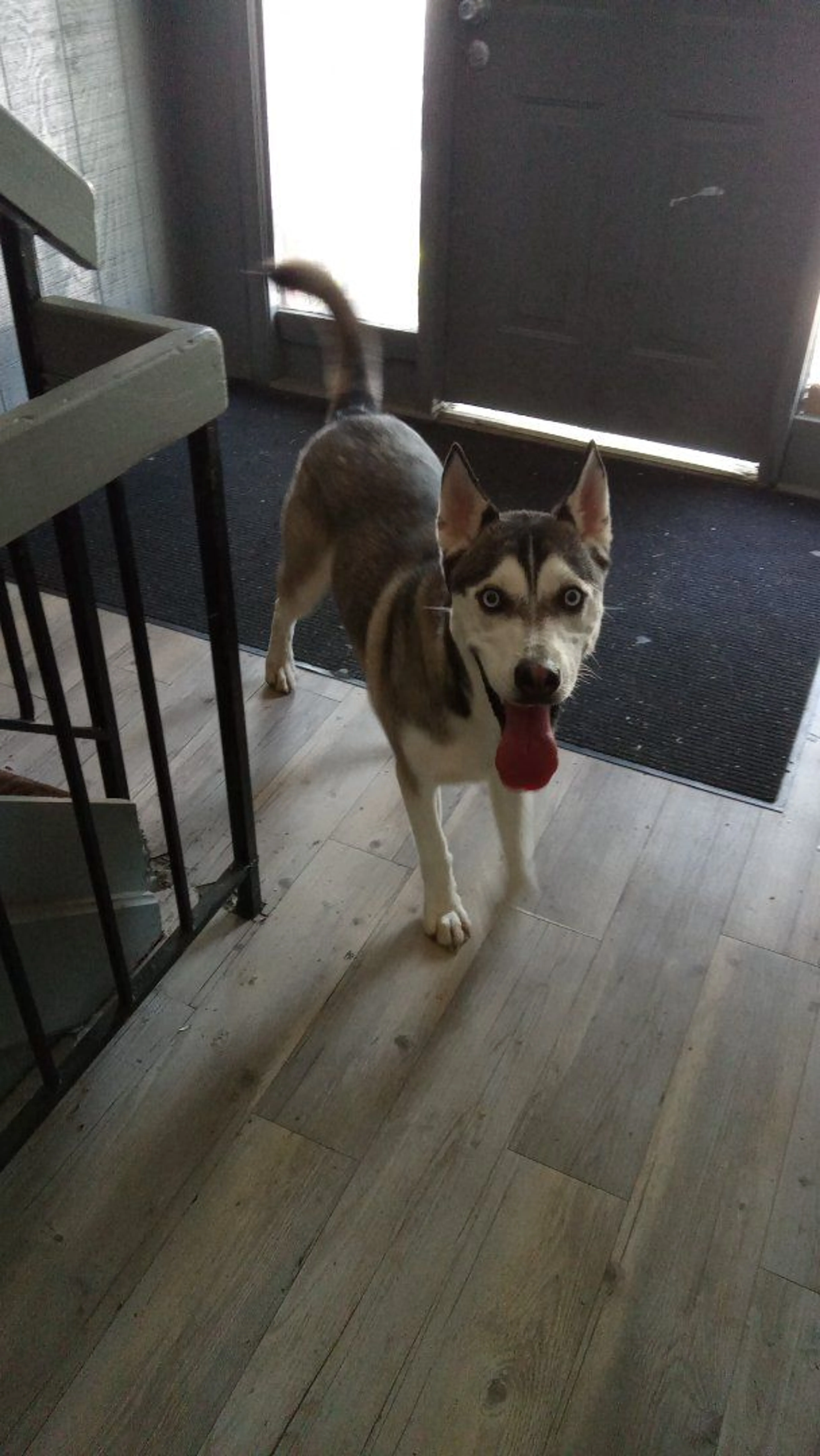 Lost pet
