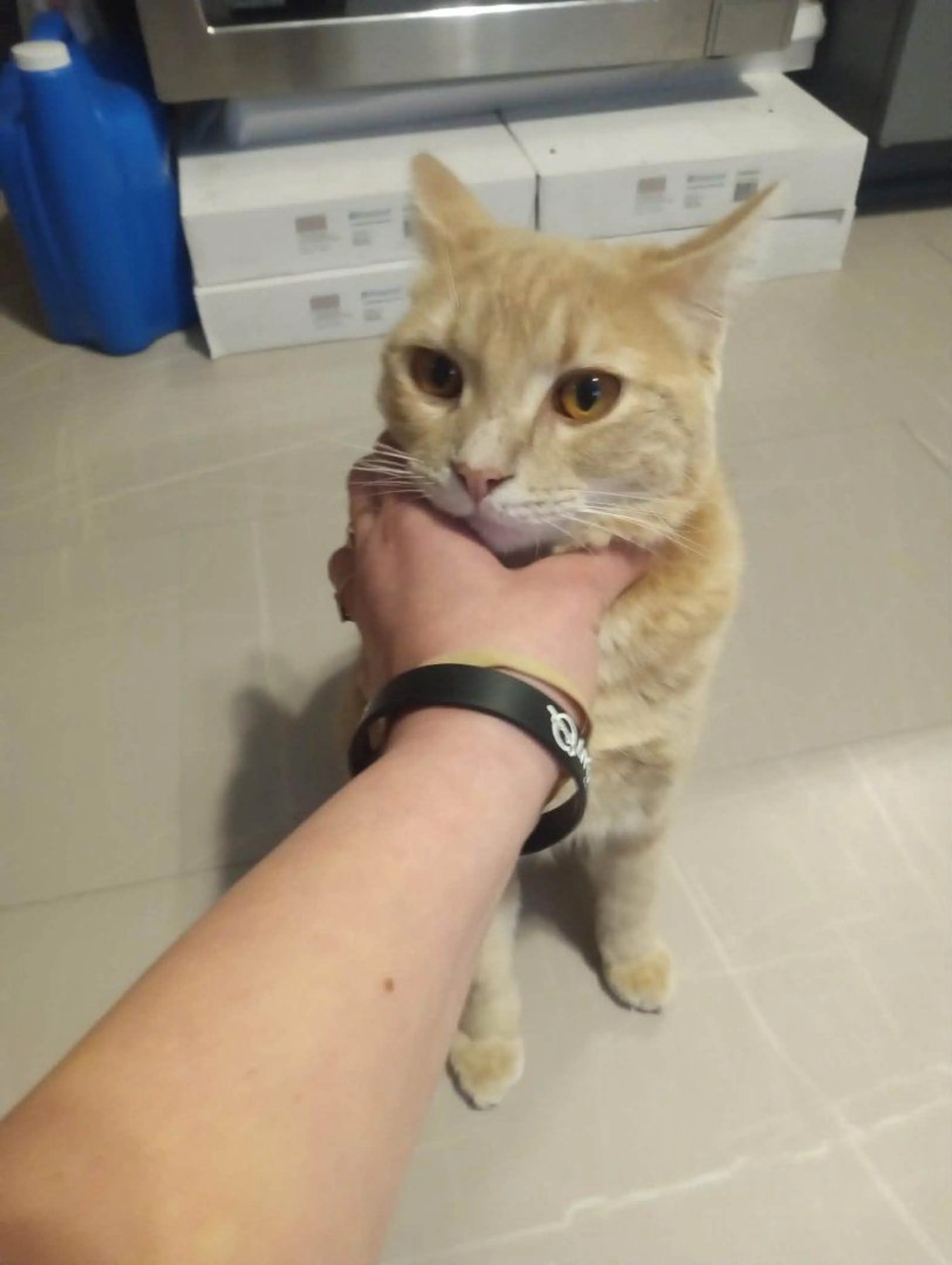 Lost pet