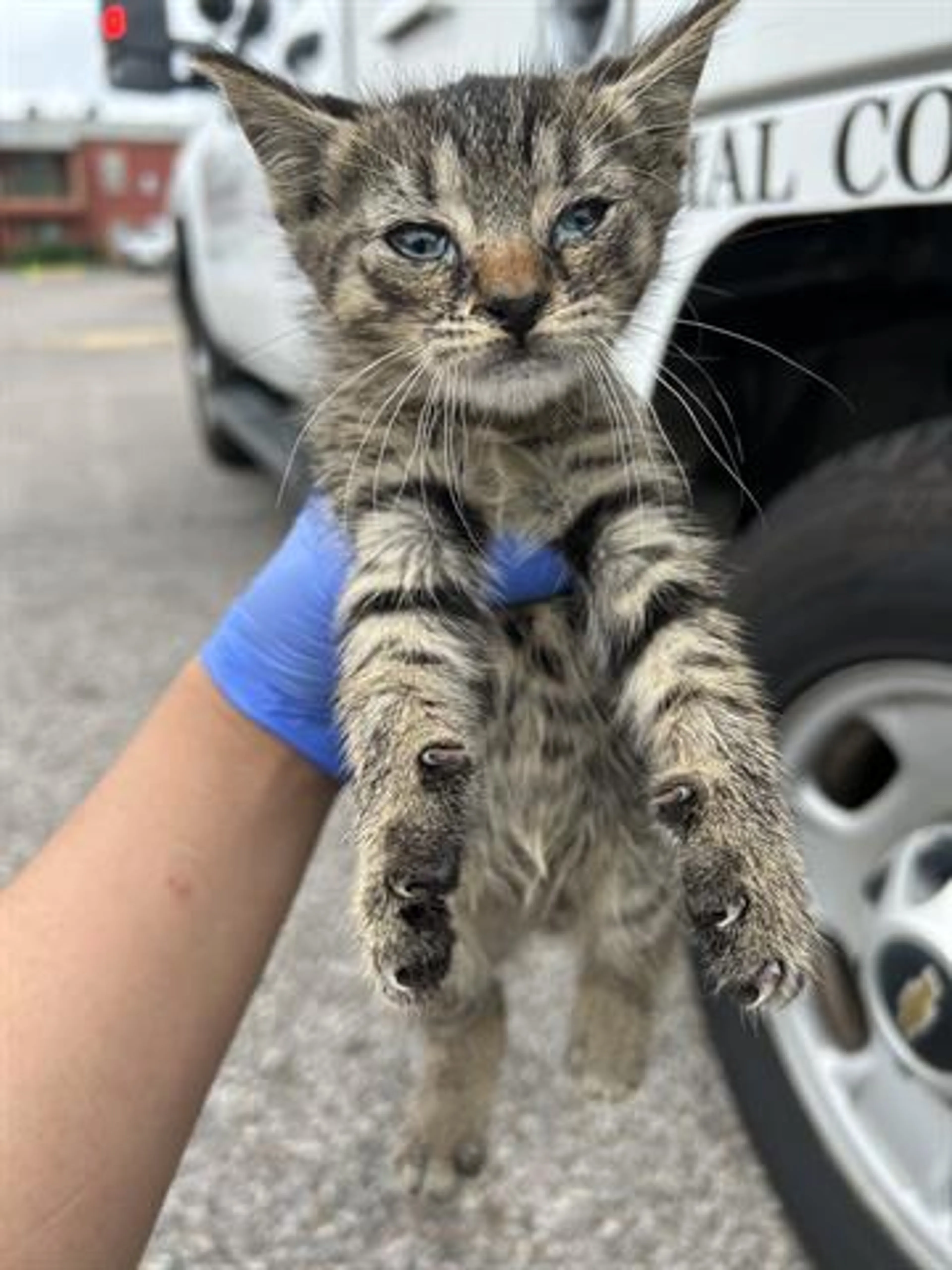 Found pet