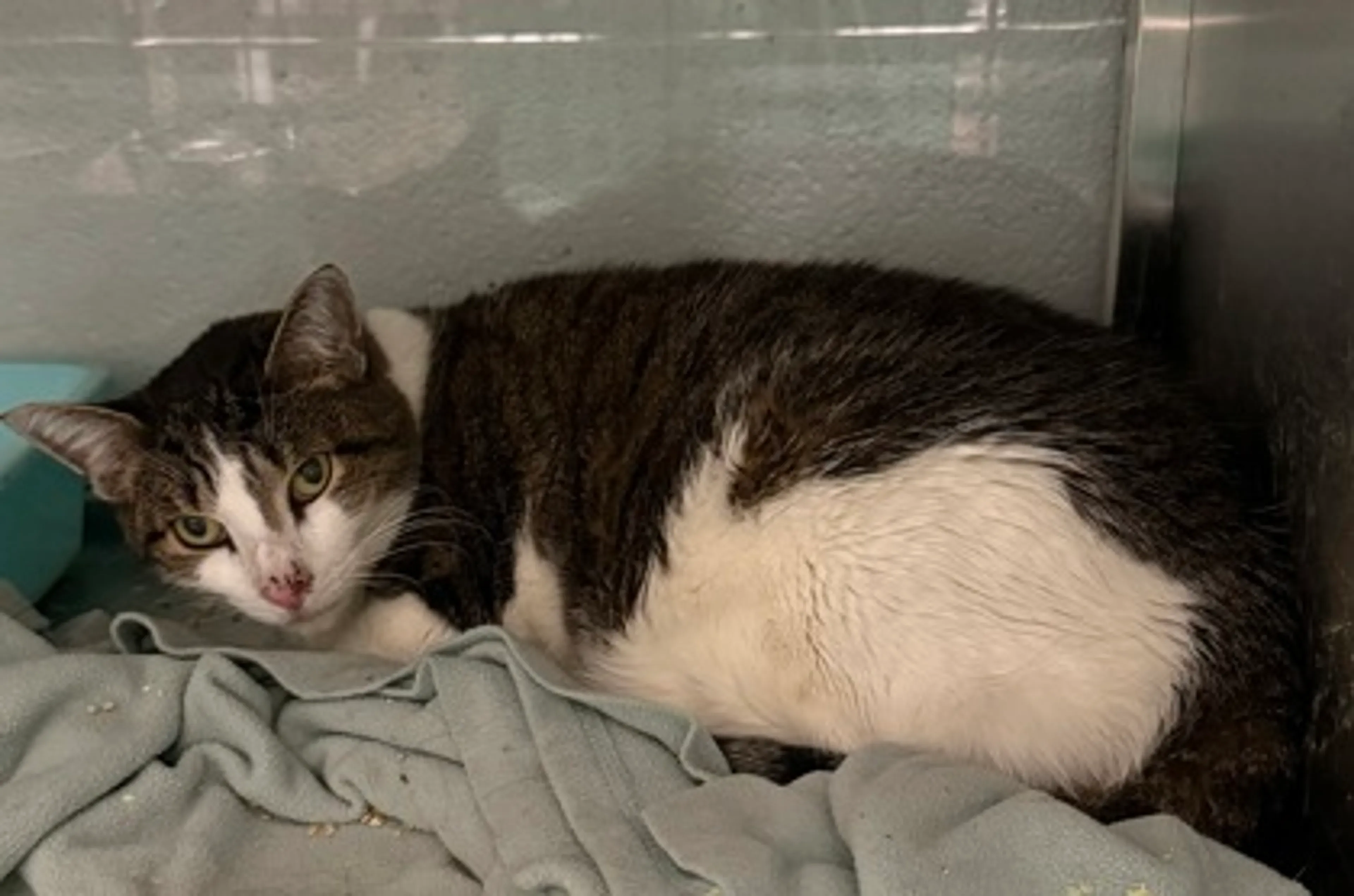 Found pet-1