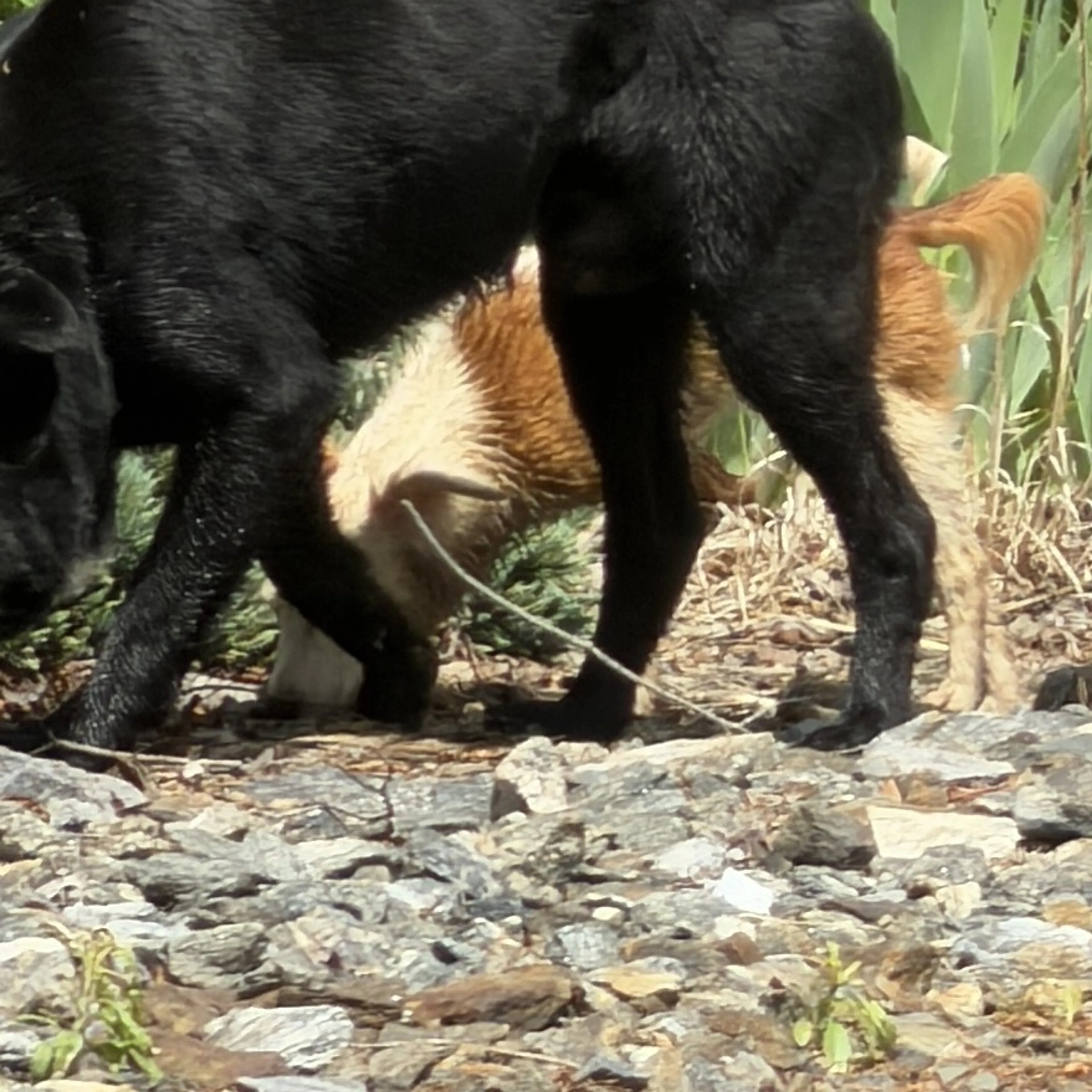 Found pet-1