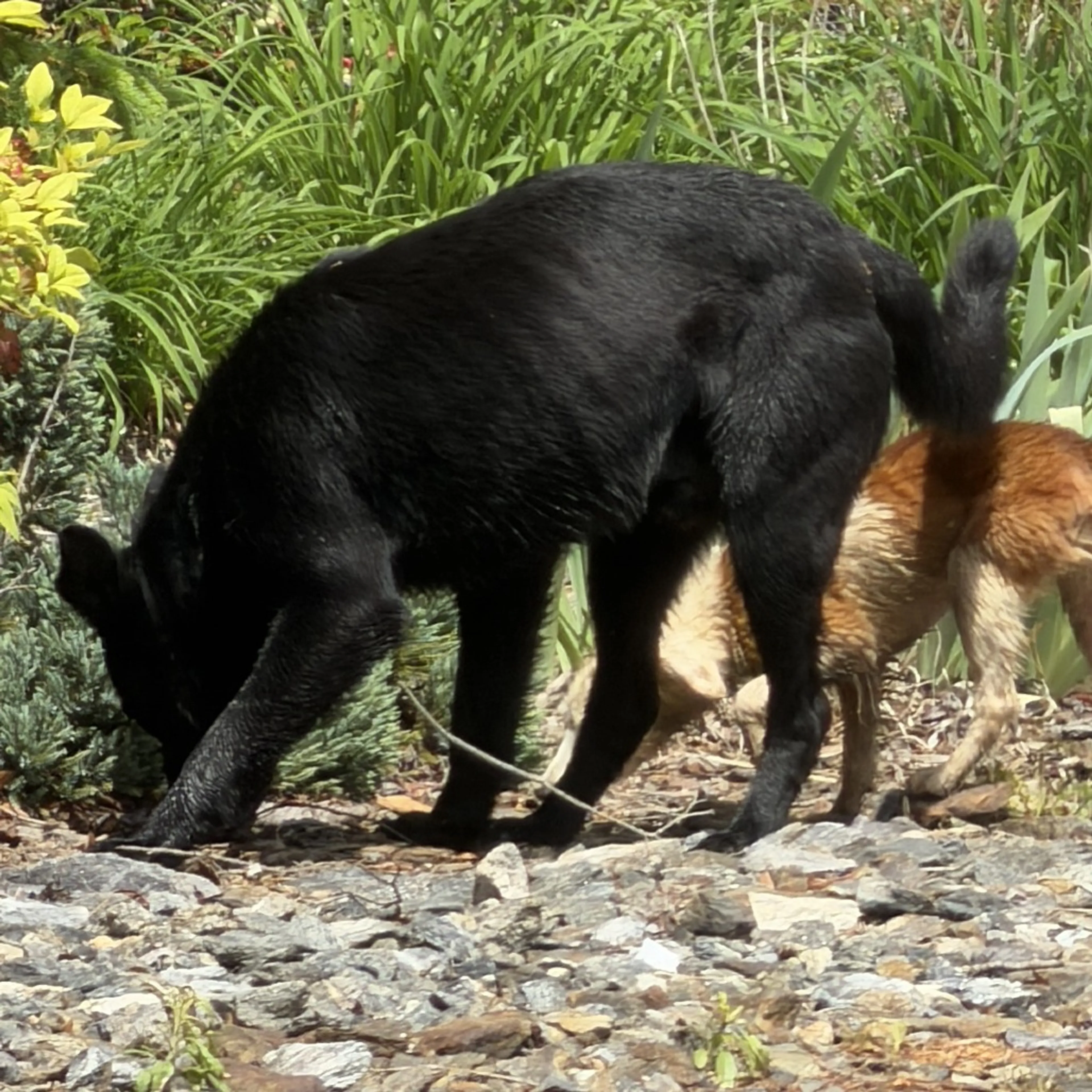 Found pet-2