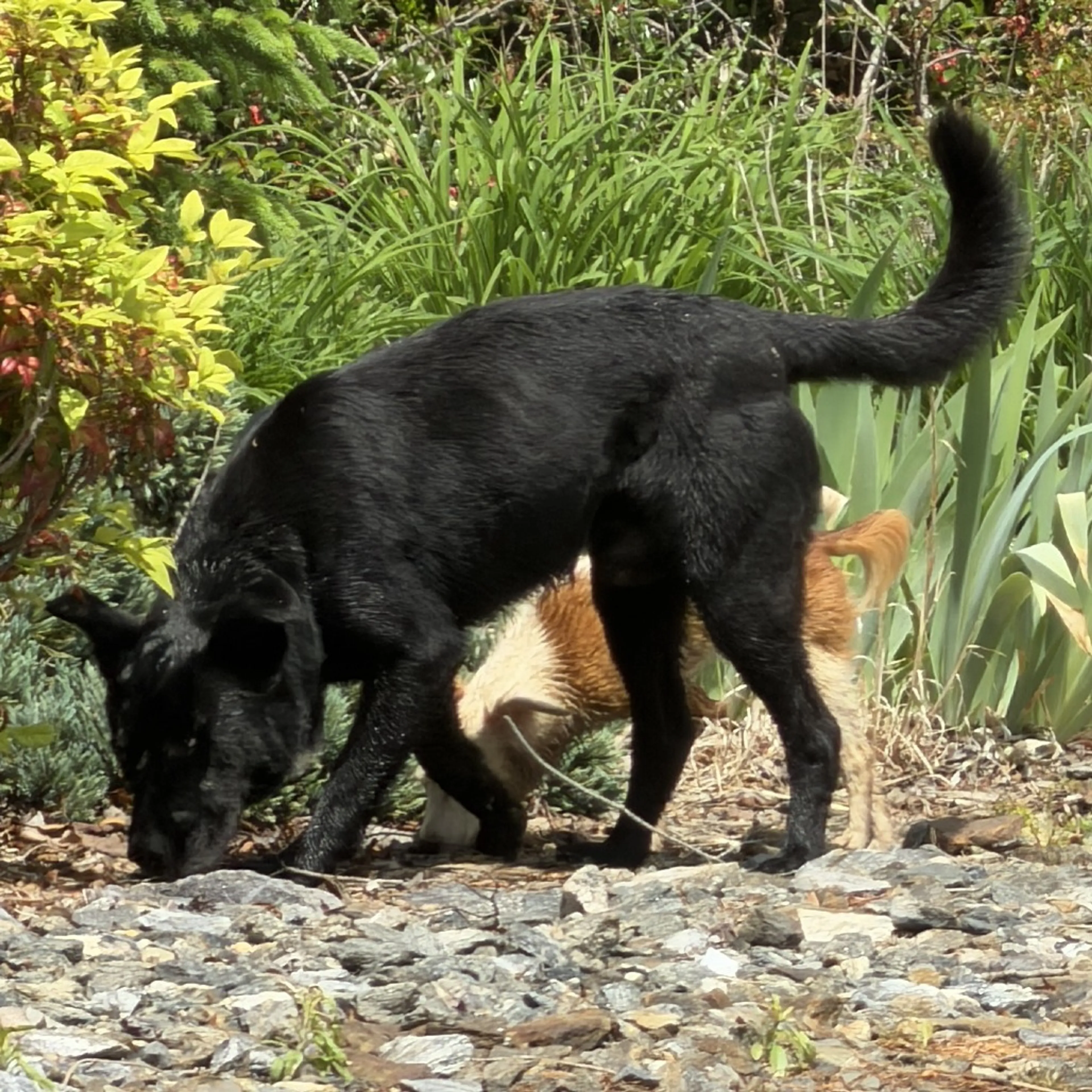Found pet-0