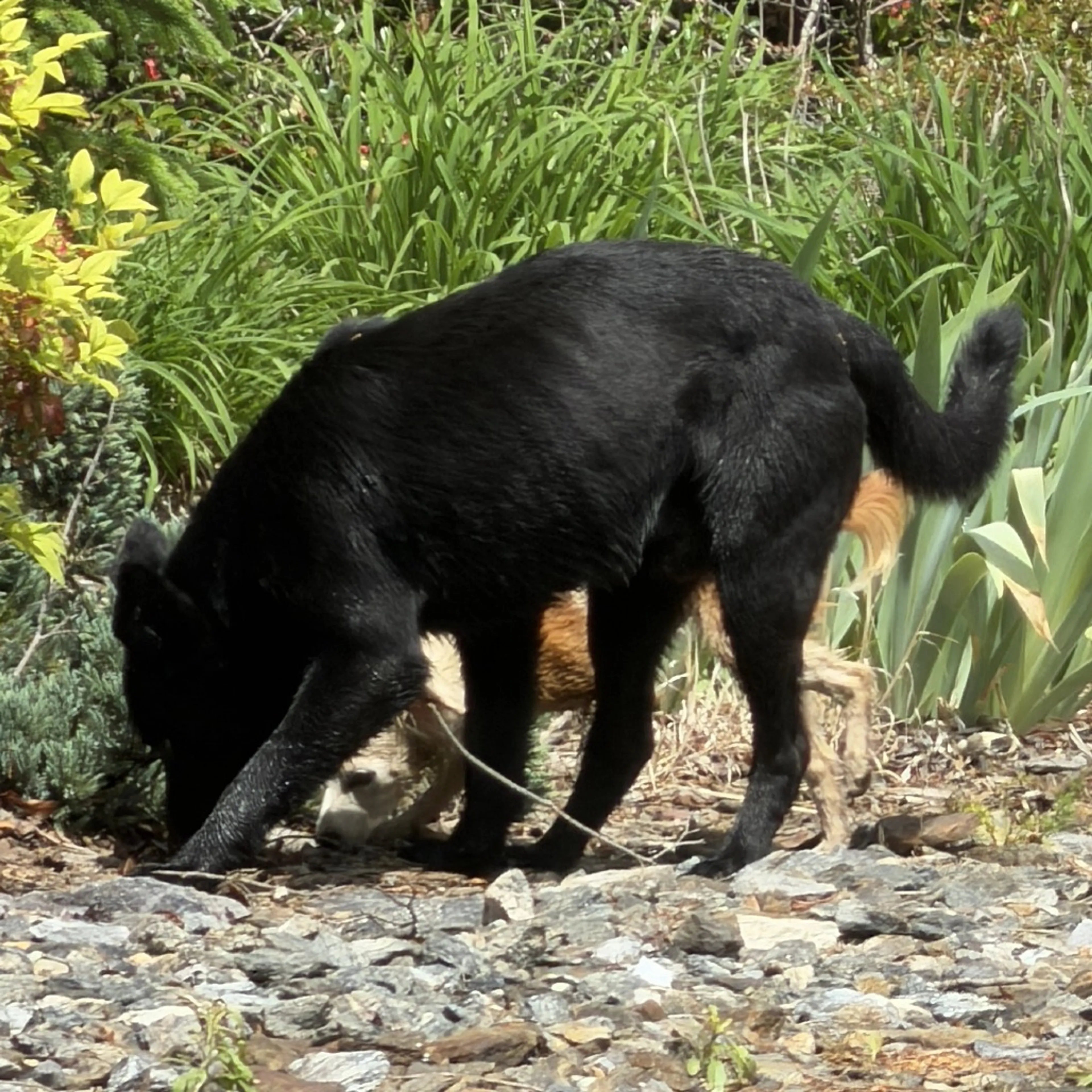 Found pet-1