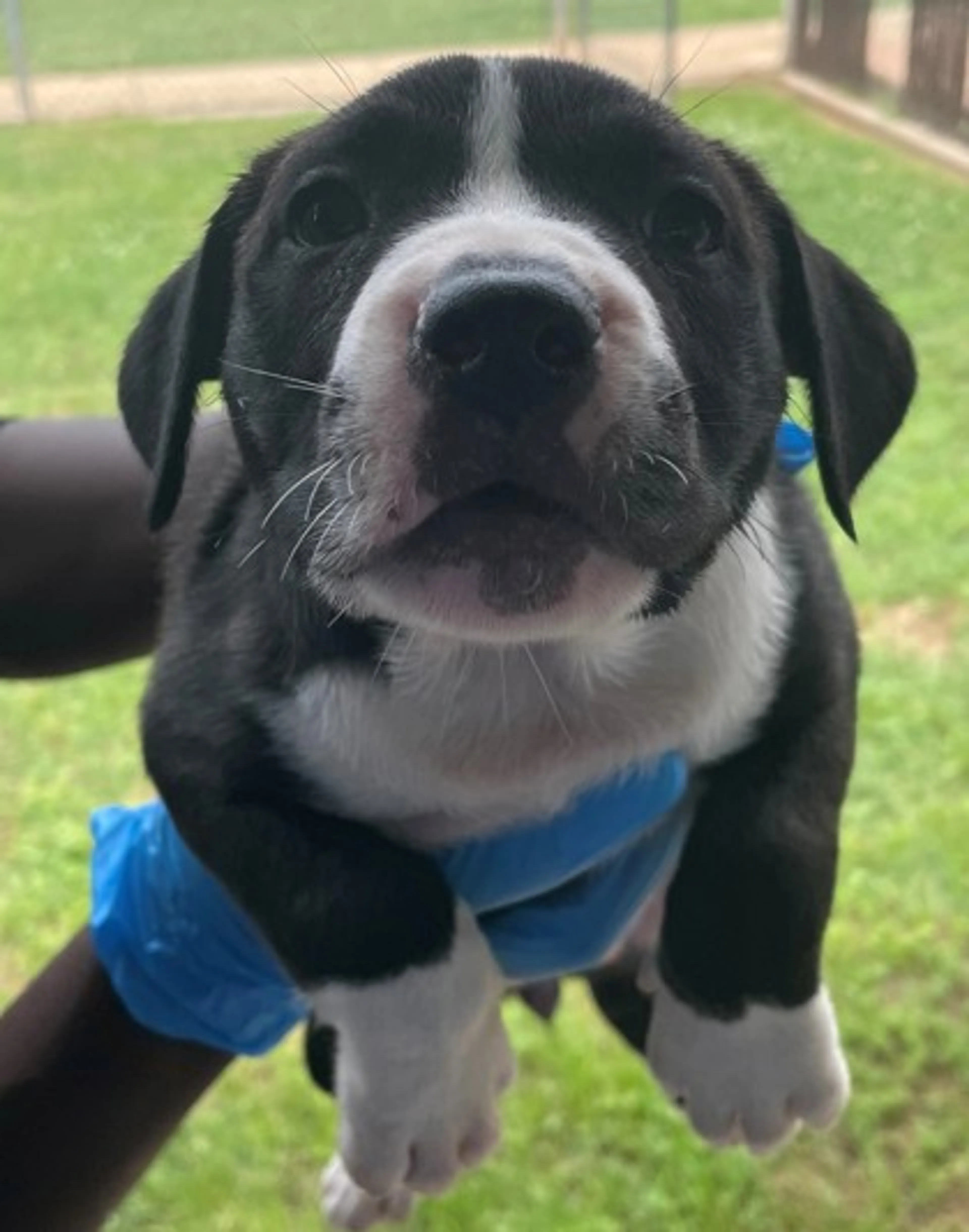 Found pet-1