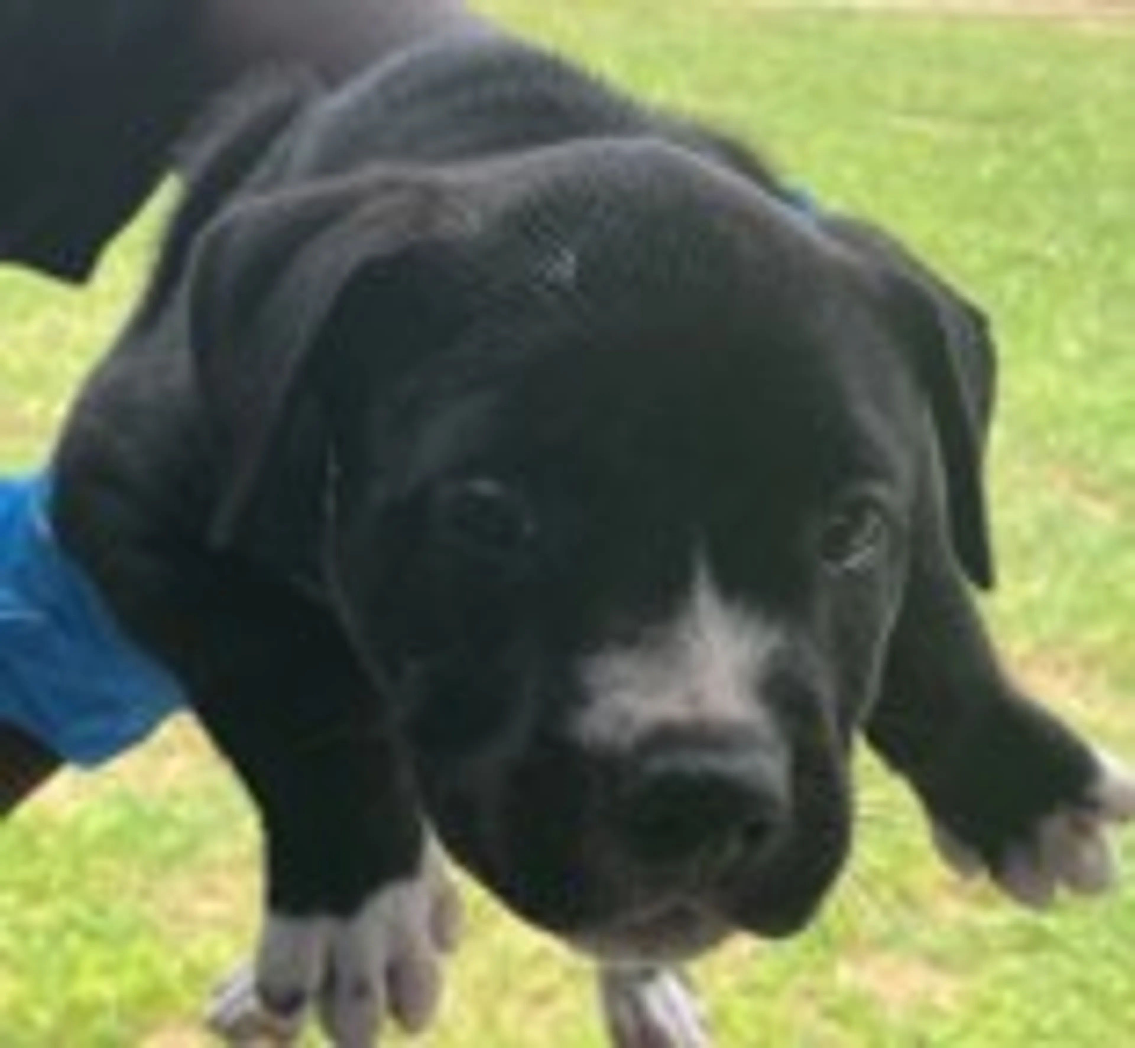 Found pet-1