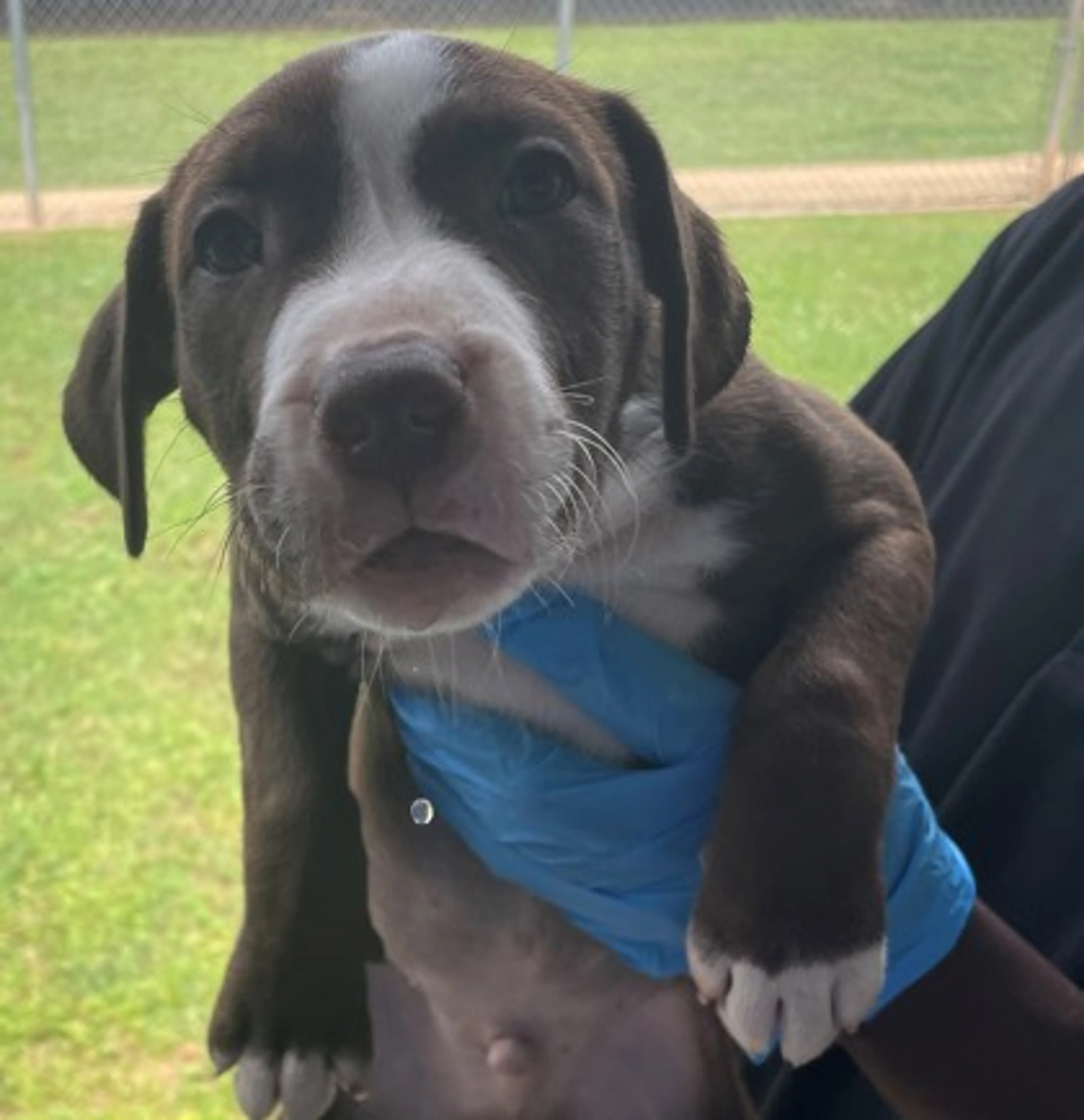 Found pet-1