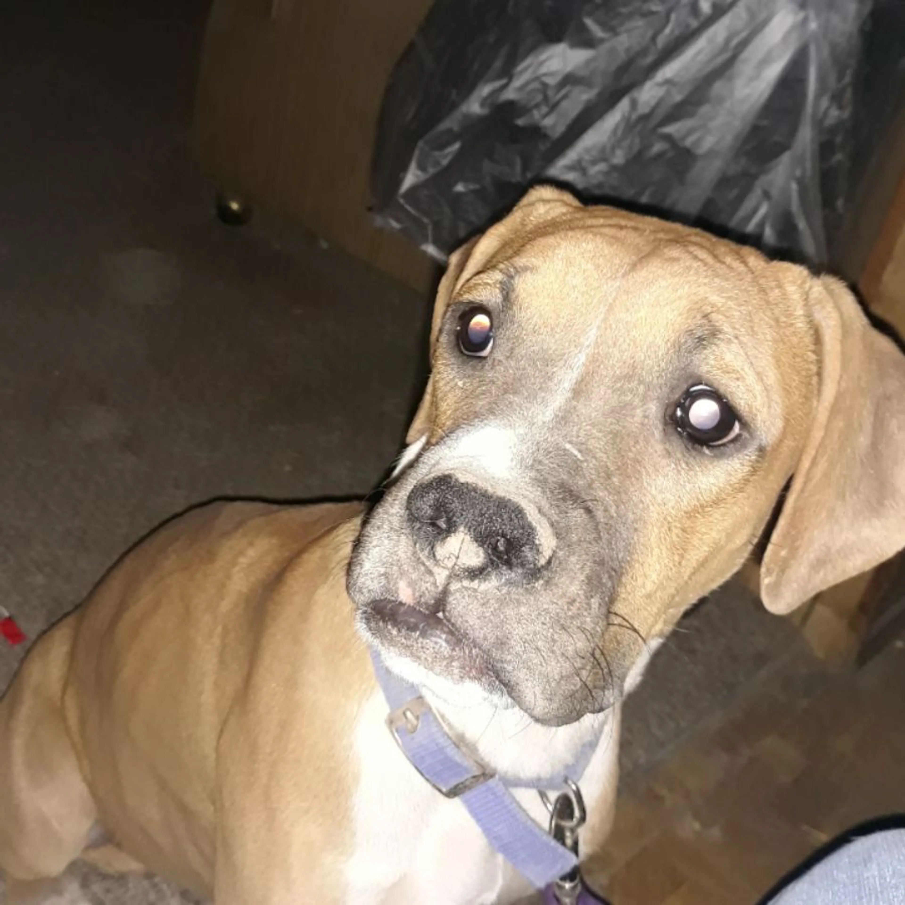 Lost pet
