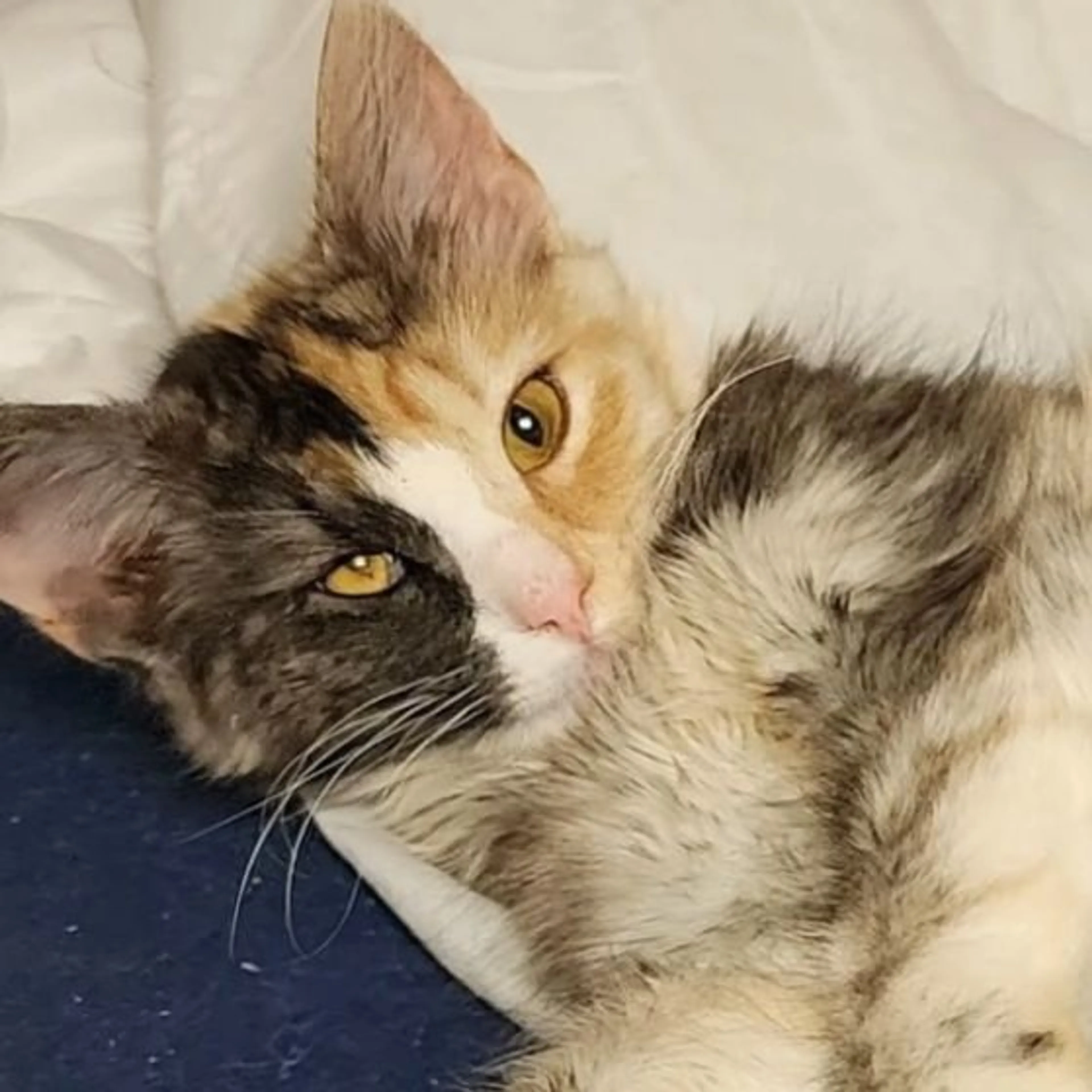 Lost pet
