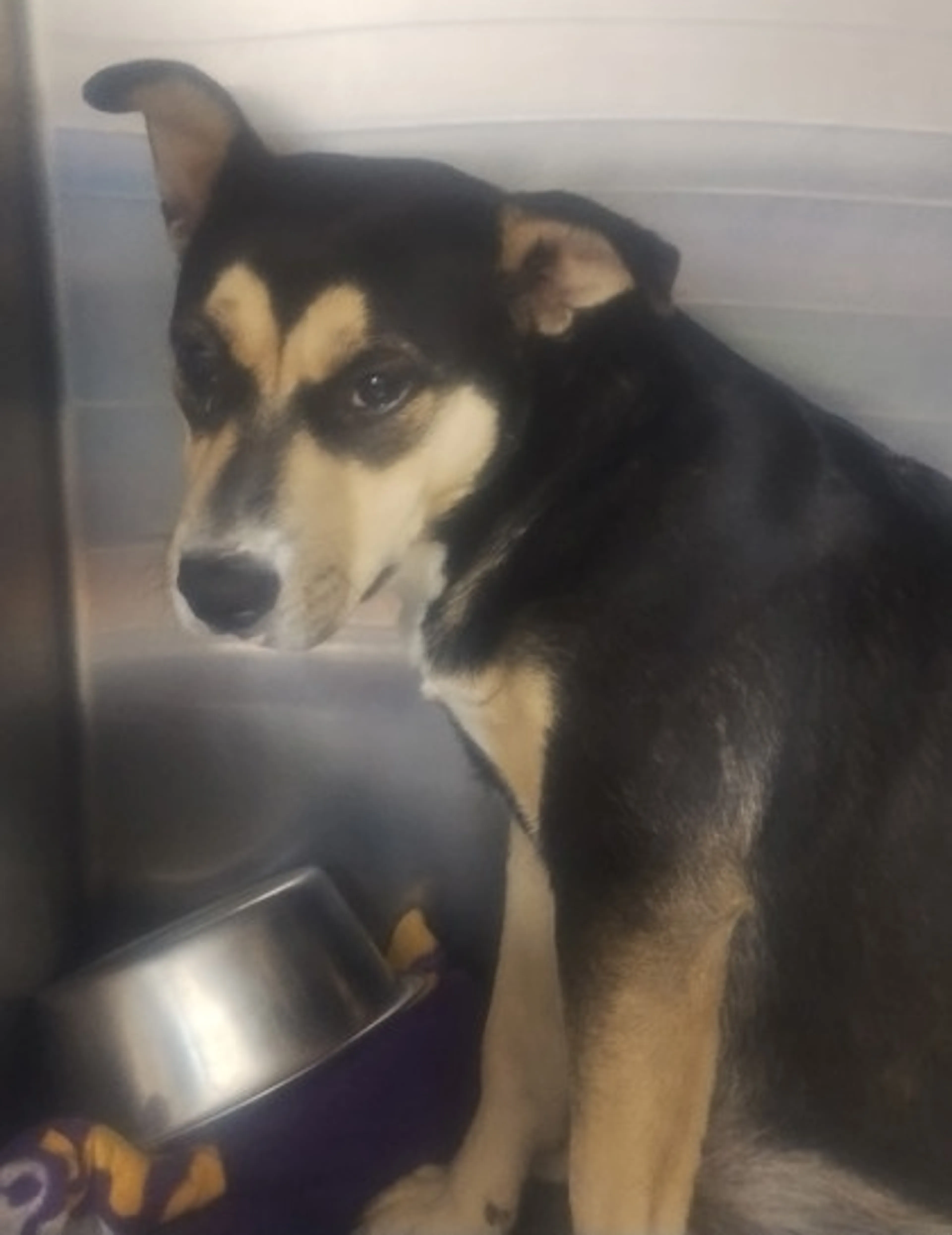 Found pet-1