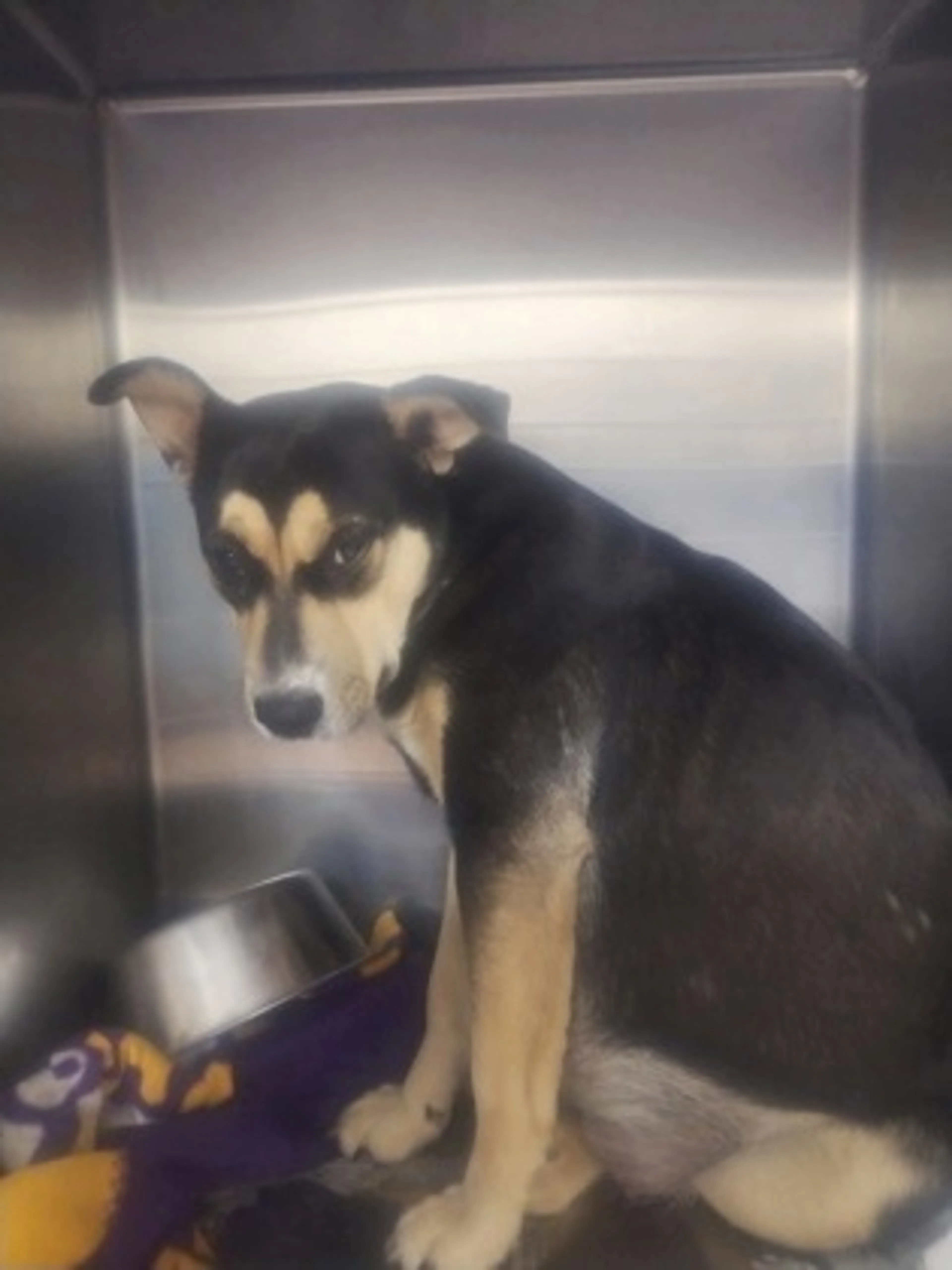Found pet-2