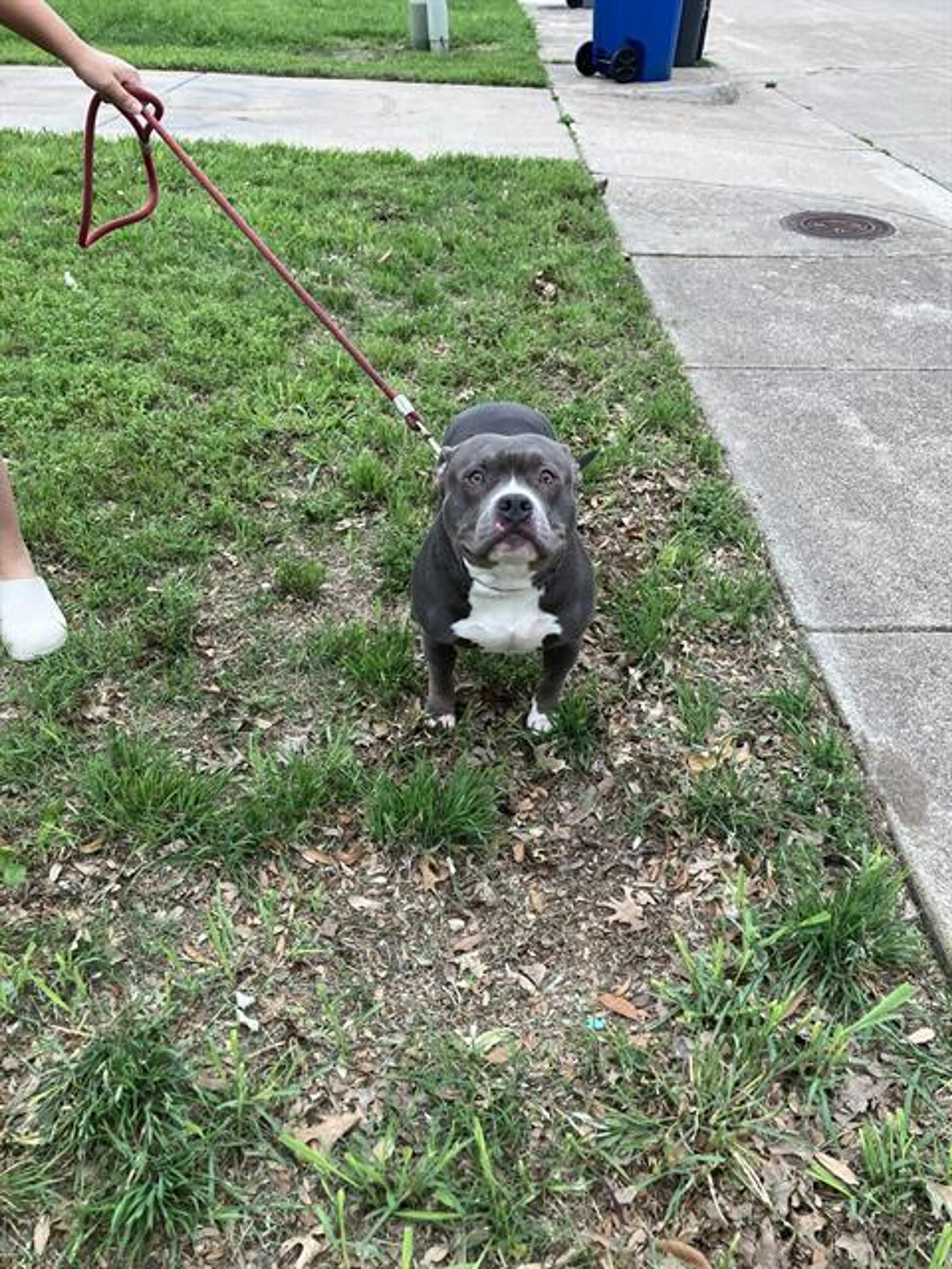 Found pet