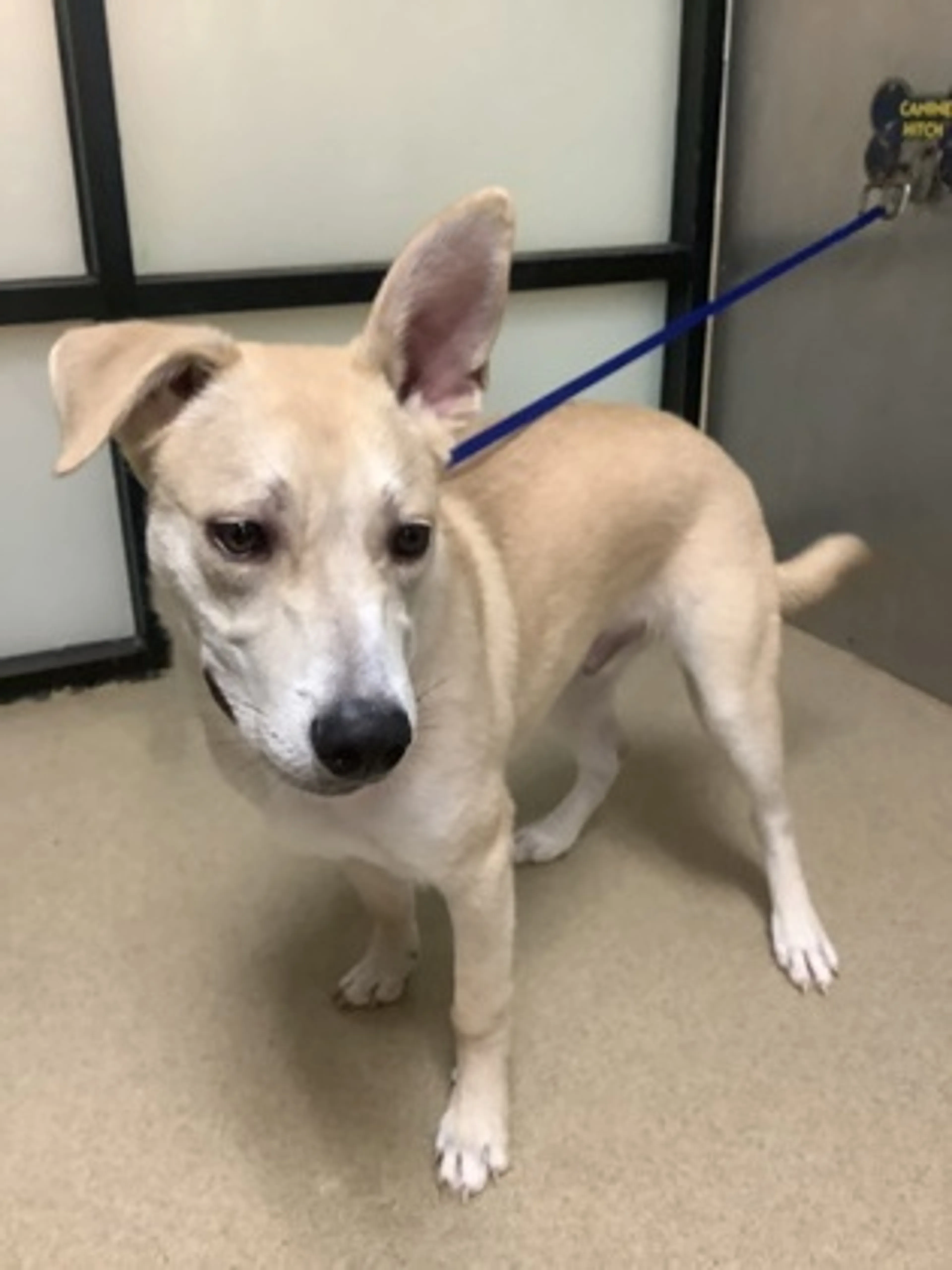 Found pet