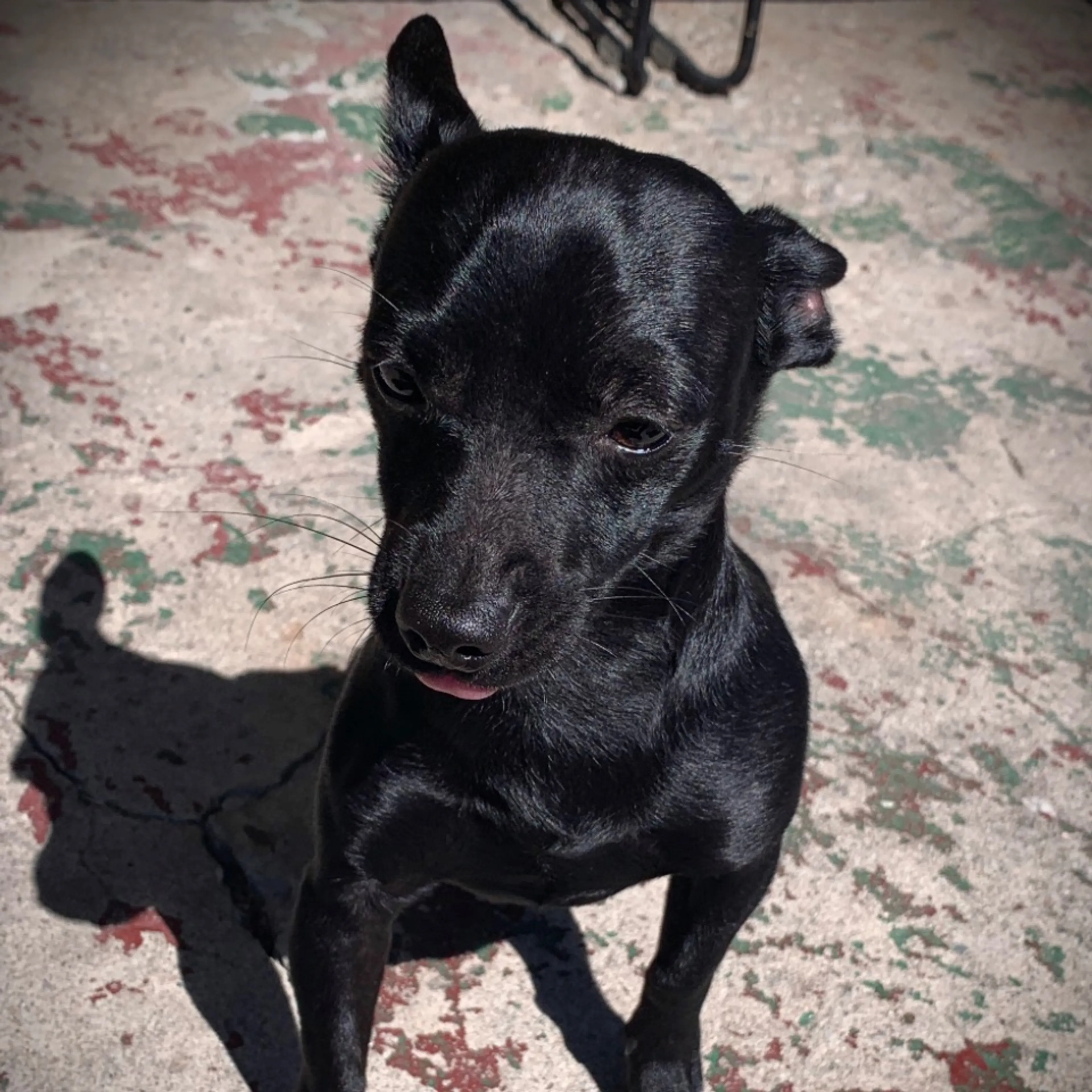 Lost pet