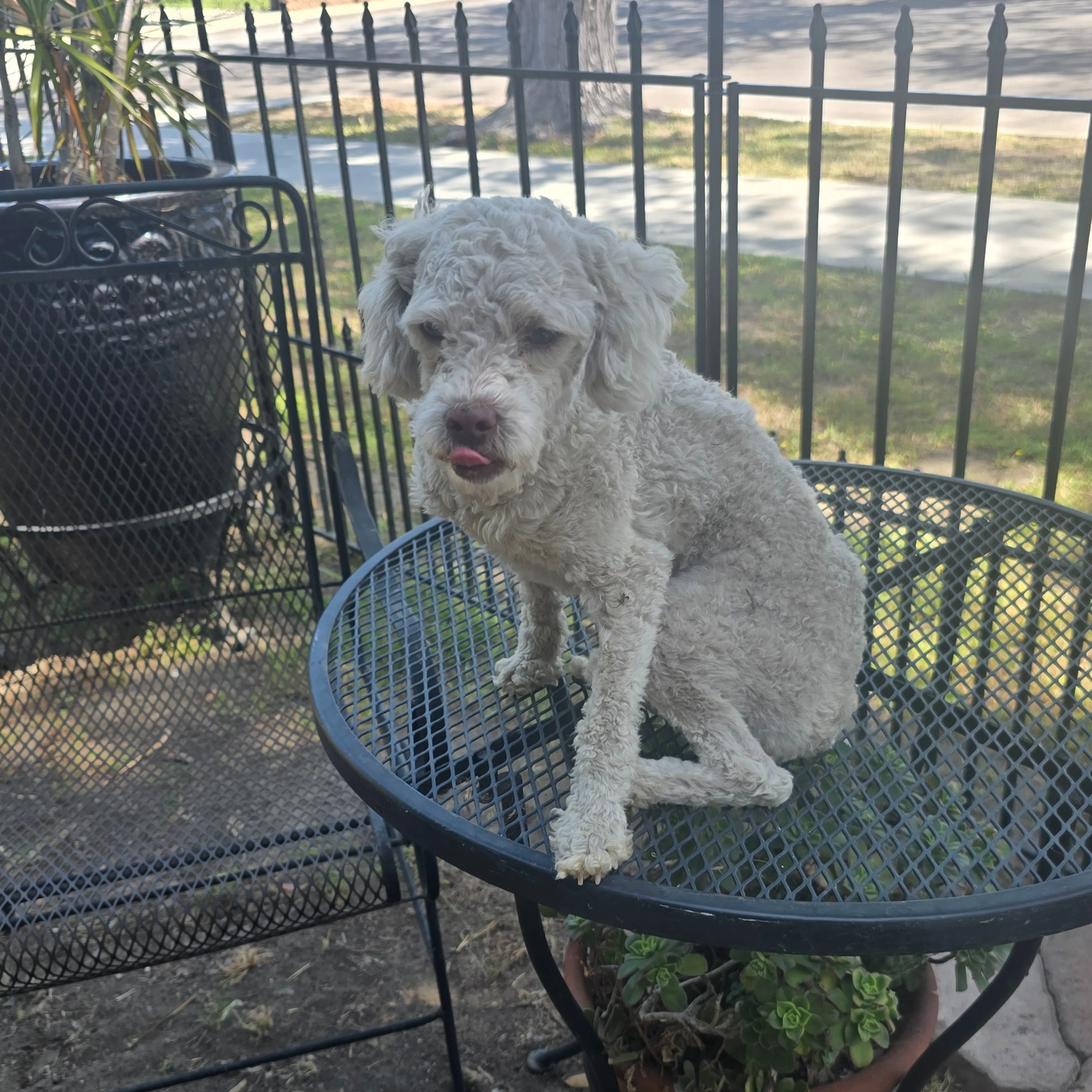 Found pet-1