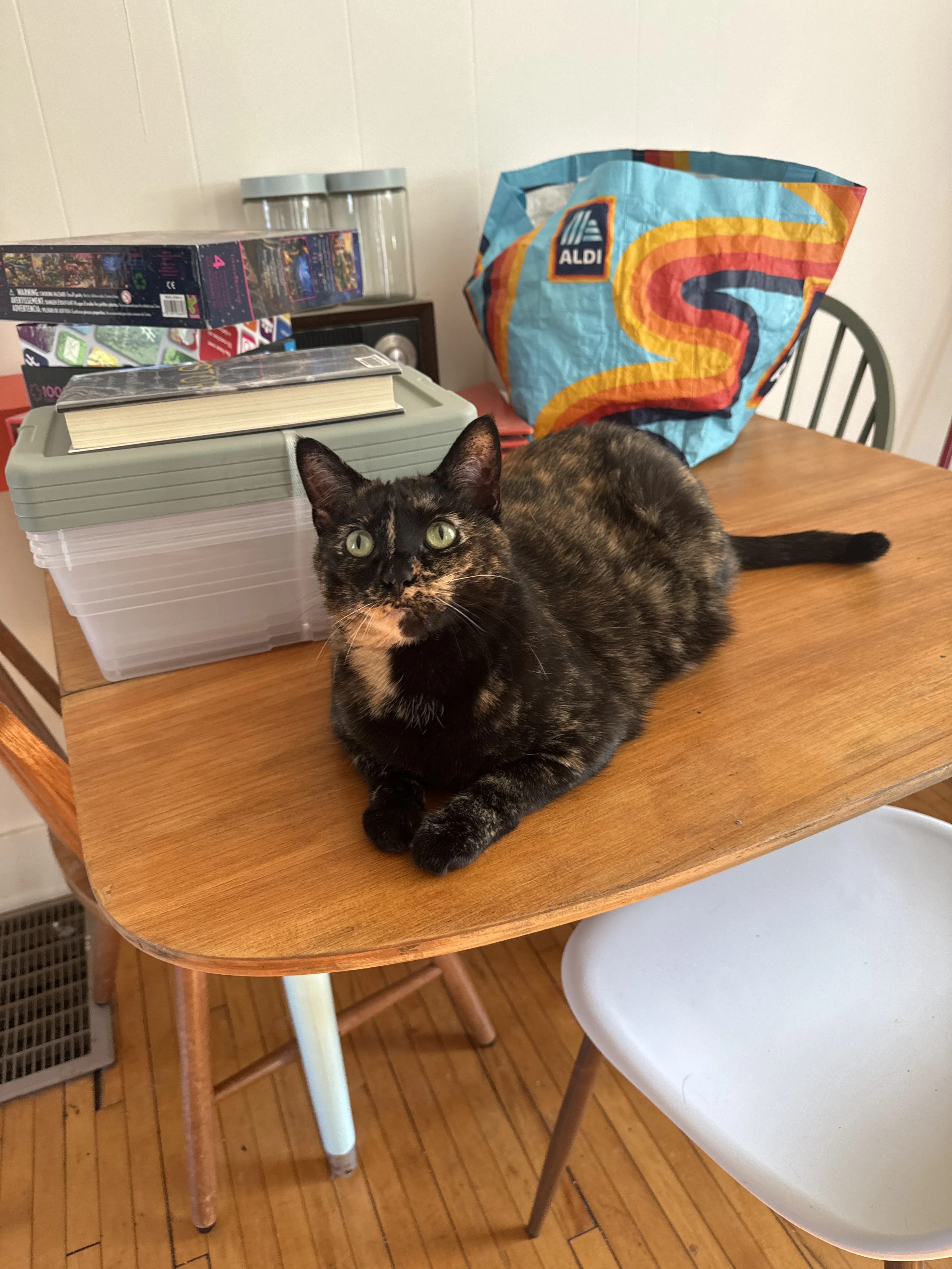Lost pet-1