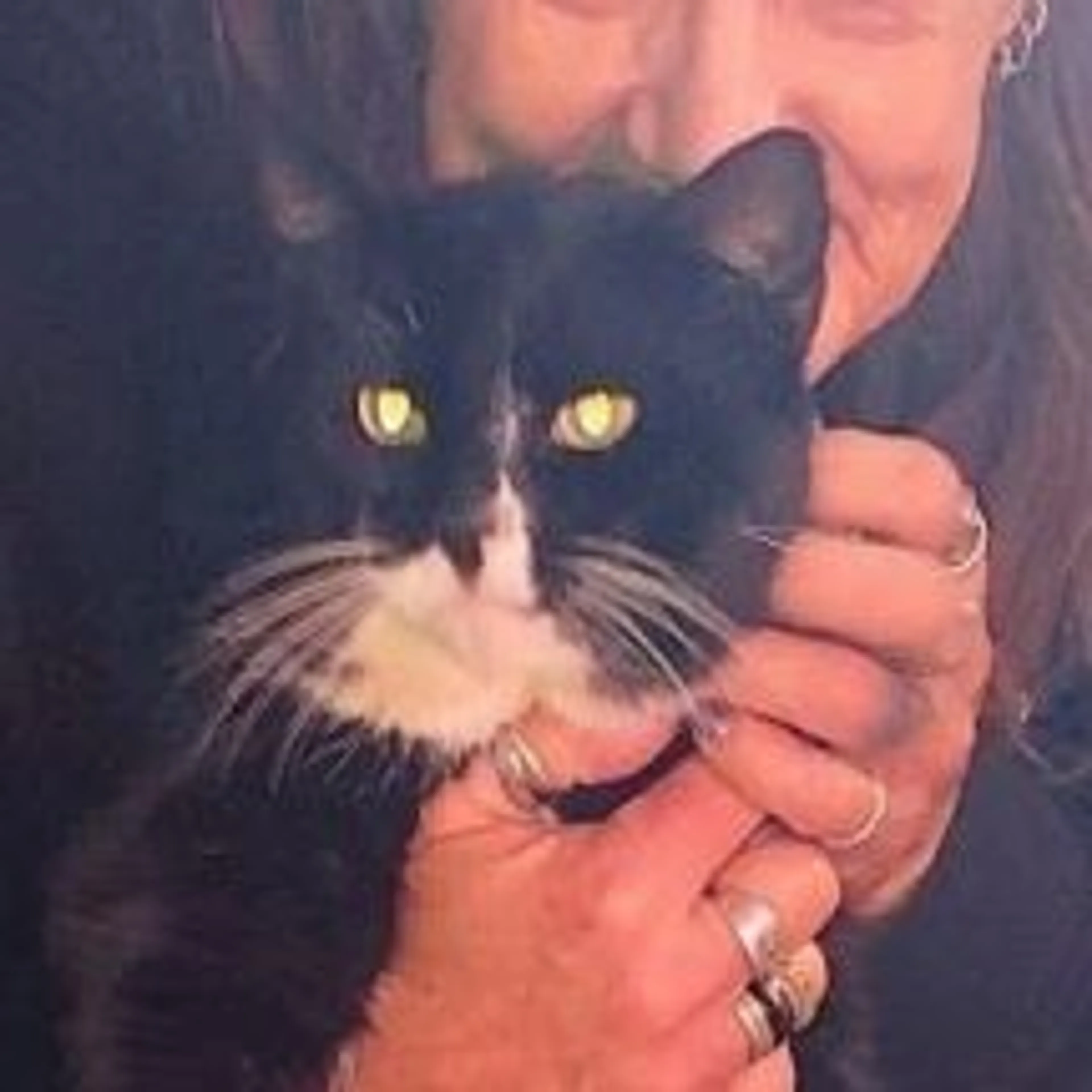 Lost pet