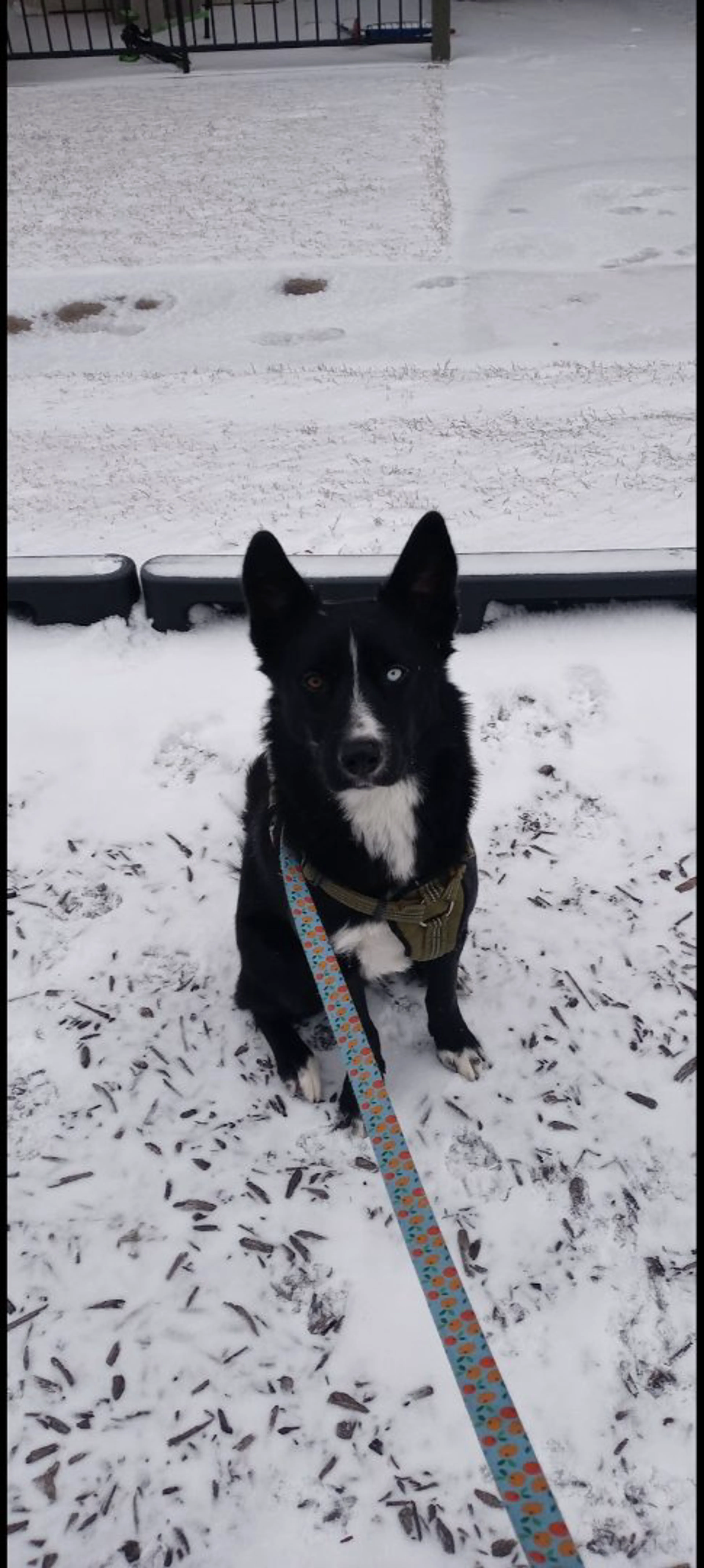 Lost pet-2