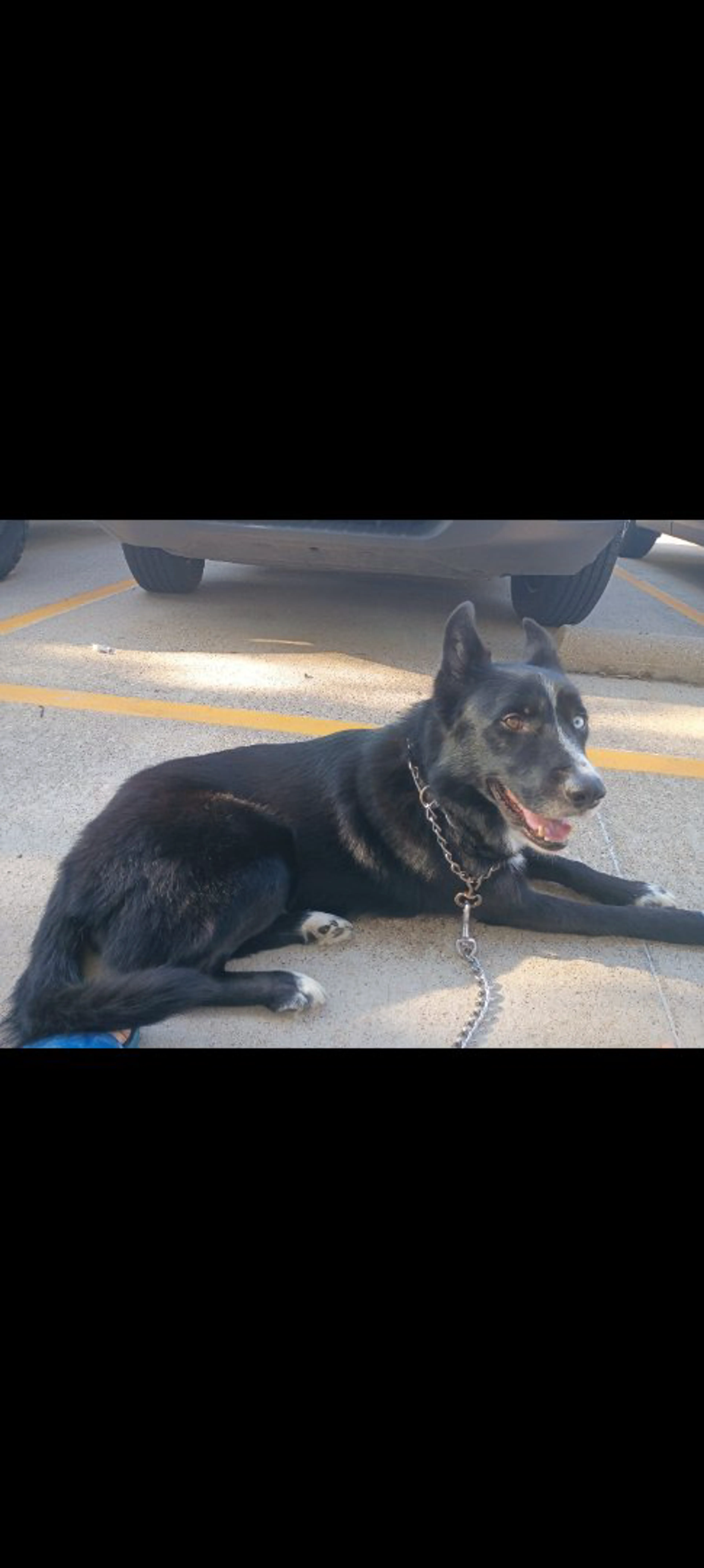 Lost pet-1