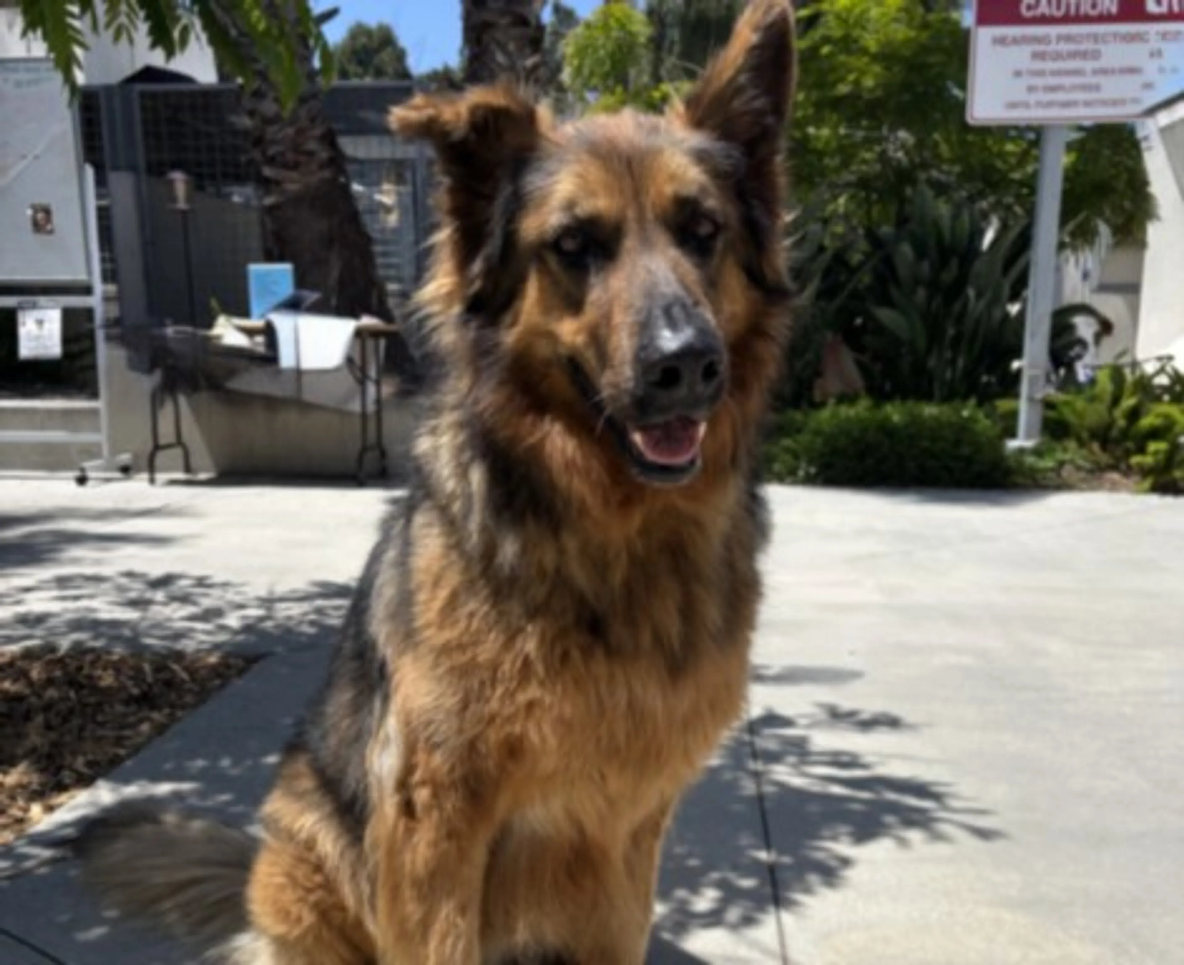 Found pet